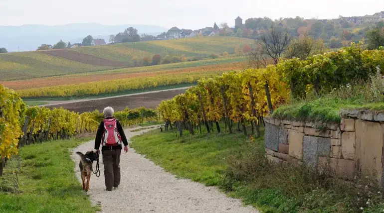 loire-valley-vineyard-dog-on-path