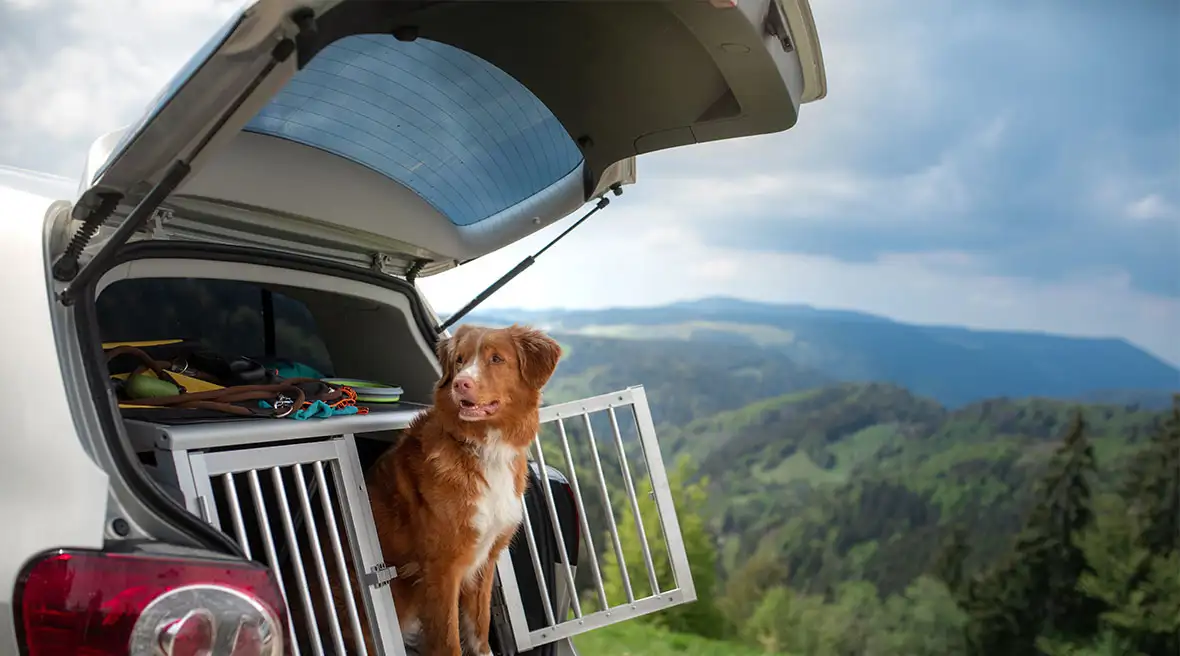 A large dog perching out of its cage in the boot of a stationary car, in a mountainous landscape
