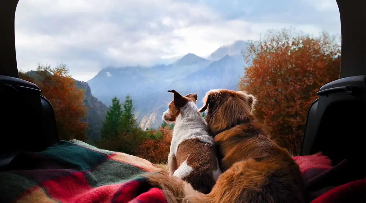Two dogs sat together in the back of a car looking towards a range of mountains