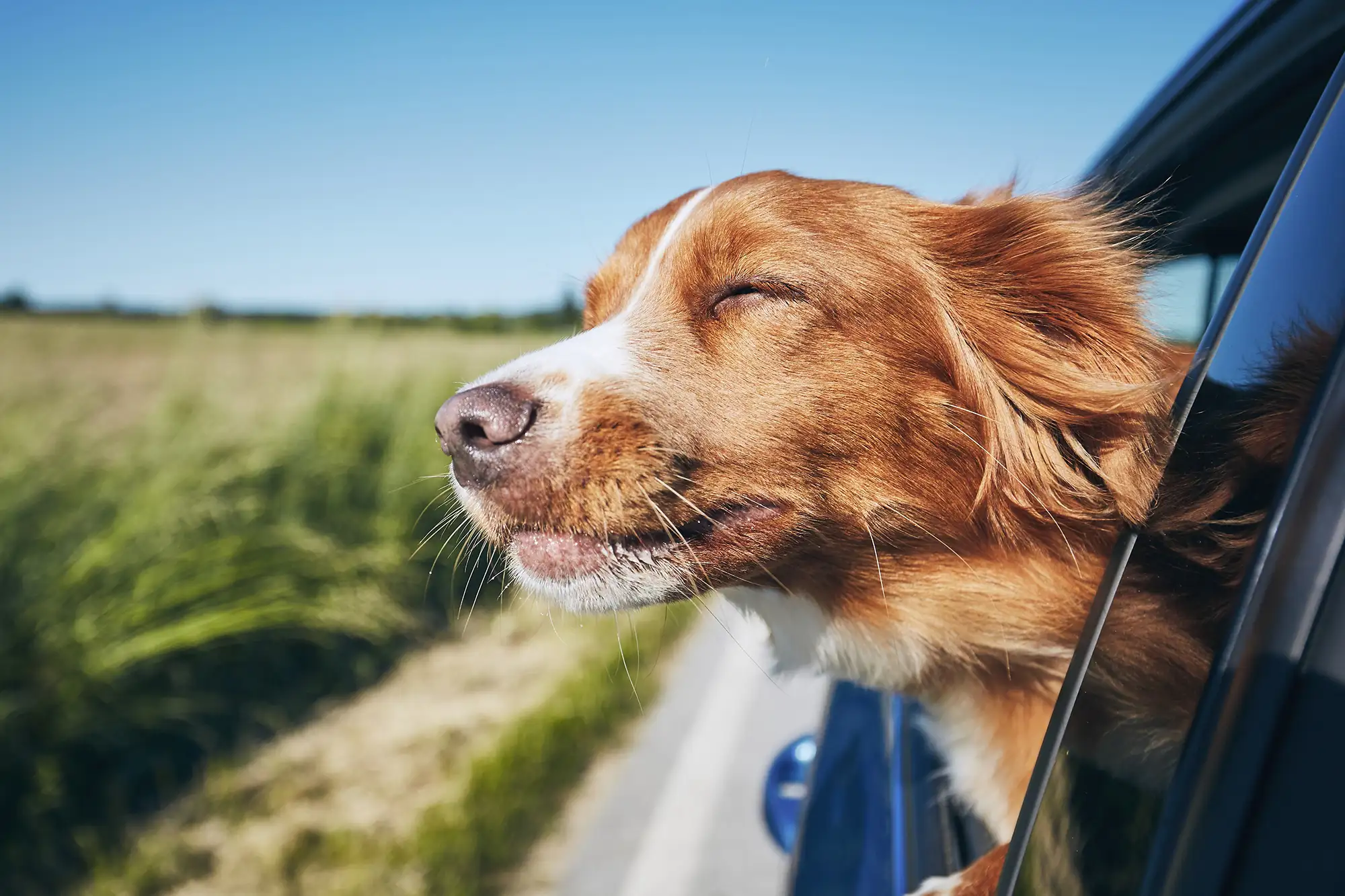 A dog hanging their head out of a car window enjoying the breeze