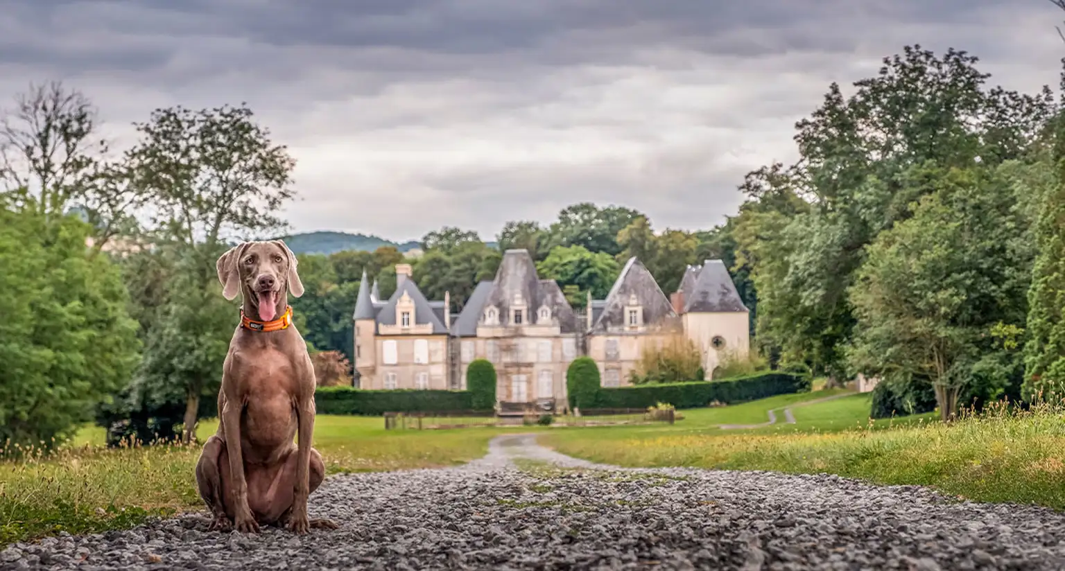 Dog friendly villas in France