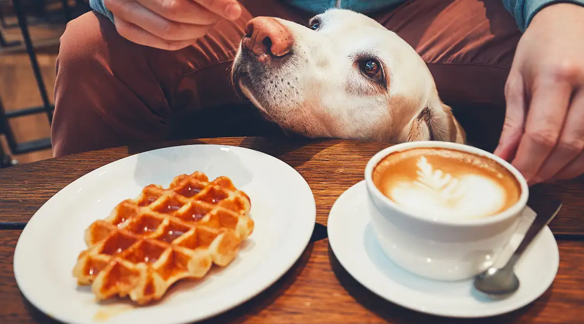 A dog being fed at a table in a café by a man, with a cup of coffee and a waffle on the table
