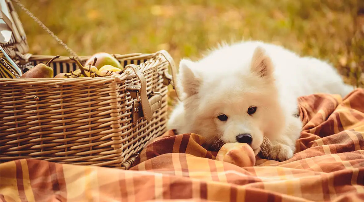 A cute furry white dog lying on a blanket next to a picnic basket