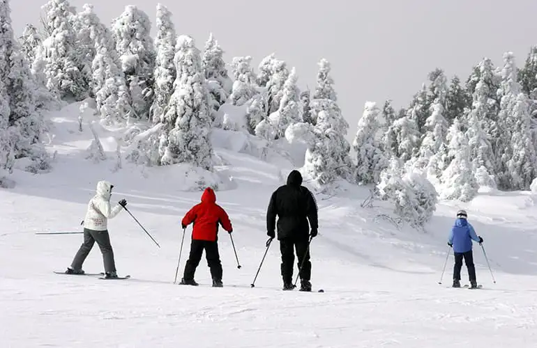 Family of four in different colored ski jackets skiing down in snowy slope past snow covered fur trees