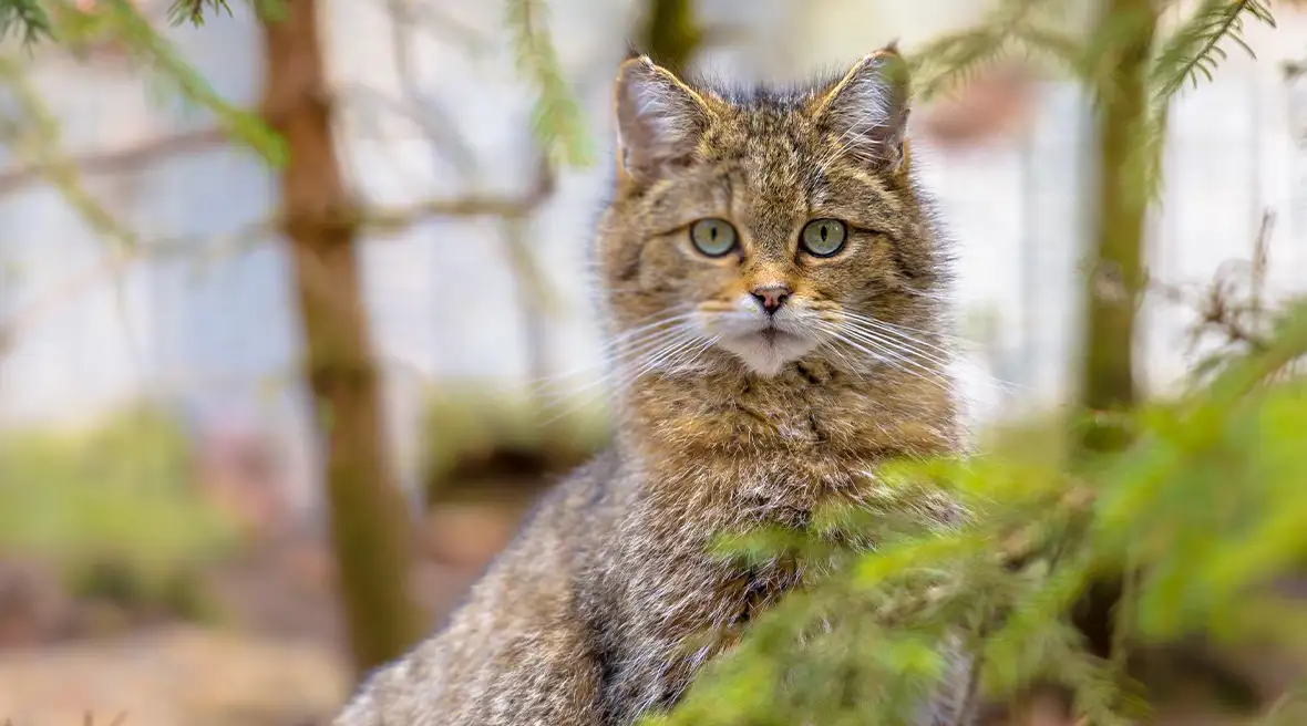 A European Wild Cat sitting on the ground in its surroundings