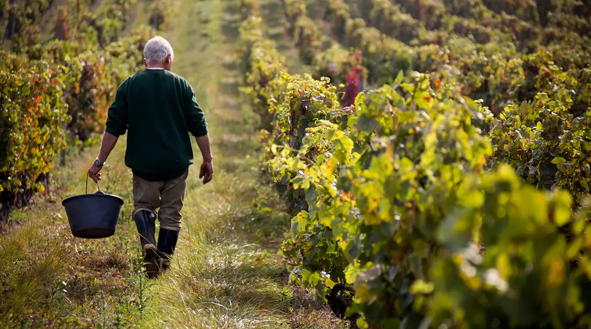 A farmer wakes through a vineyard in rural wine country France, harvesting grapes