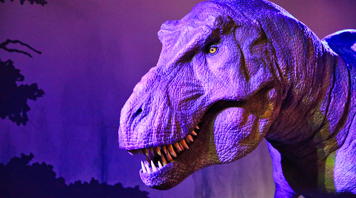 Nahaufnahme des Kopfes des T-Rex im Natural History Museum, dessen Details durch die dramatische violette Beleuchtung hervorgehoben werden.