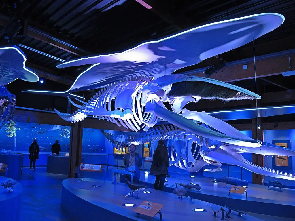 Skeleton of the sperm-whale illuminated by glowing blue lights in the Whale Hall at Ecomare.