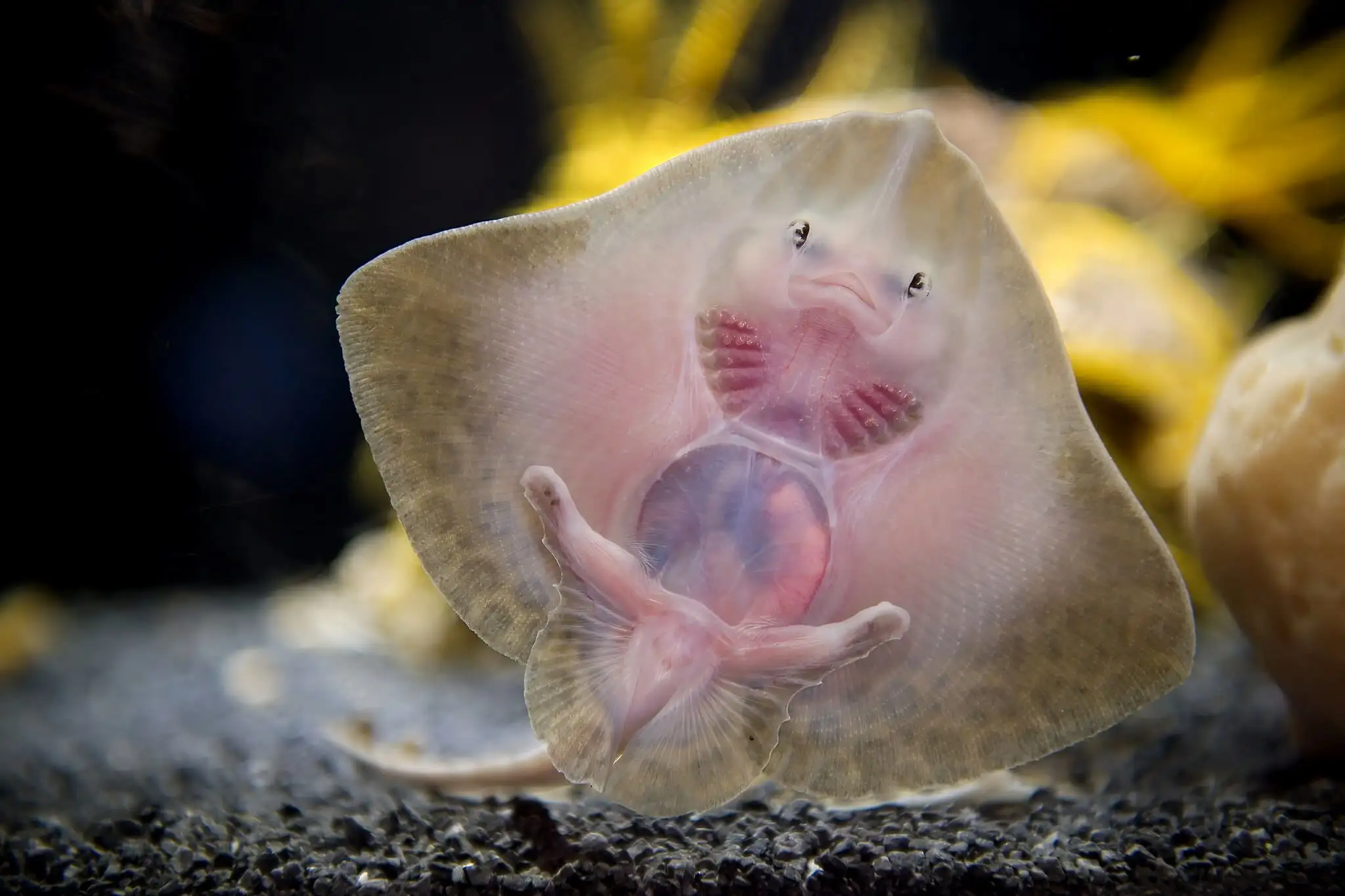 Close-up of the underside of a Raja undulata ray at Nausicaá.
