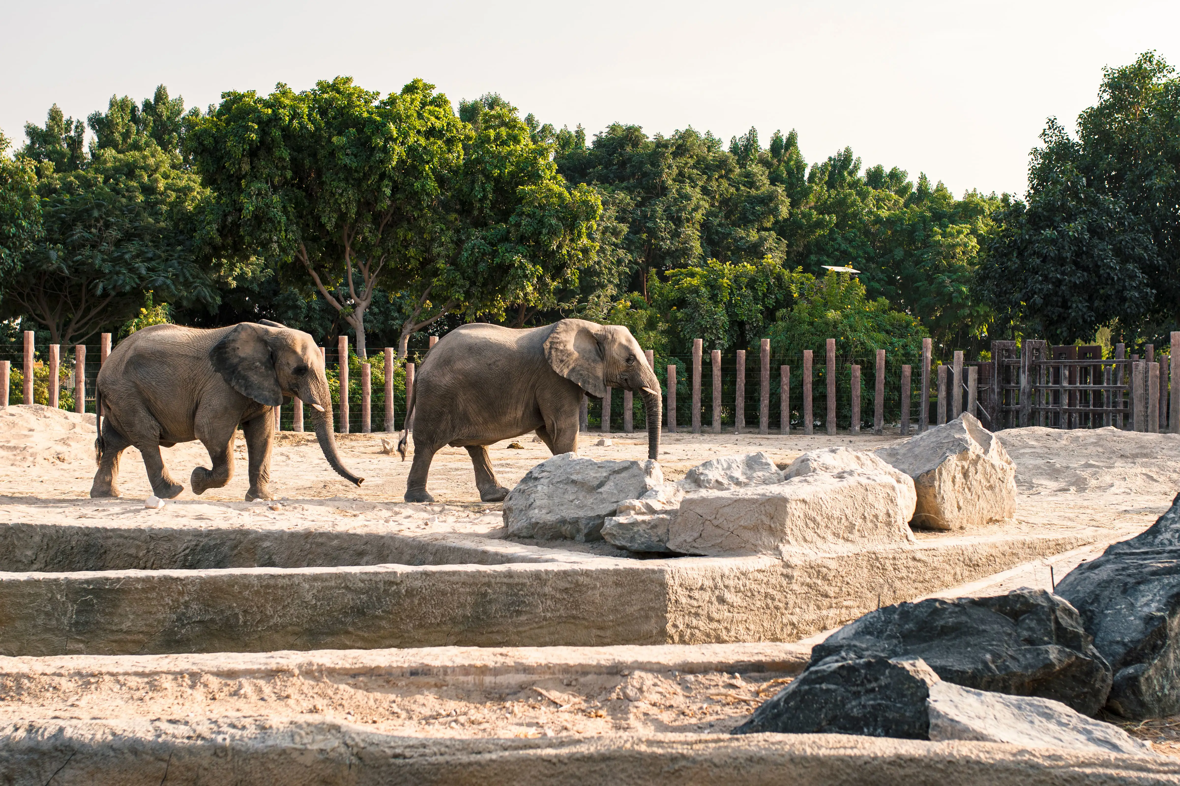 Two elephants walking in a zoo enclosure
