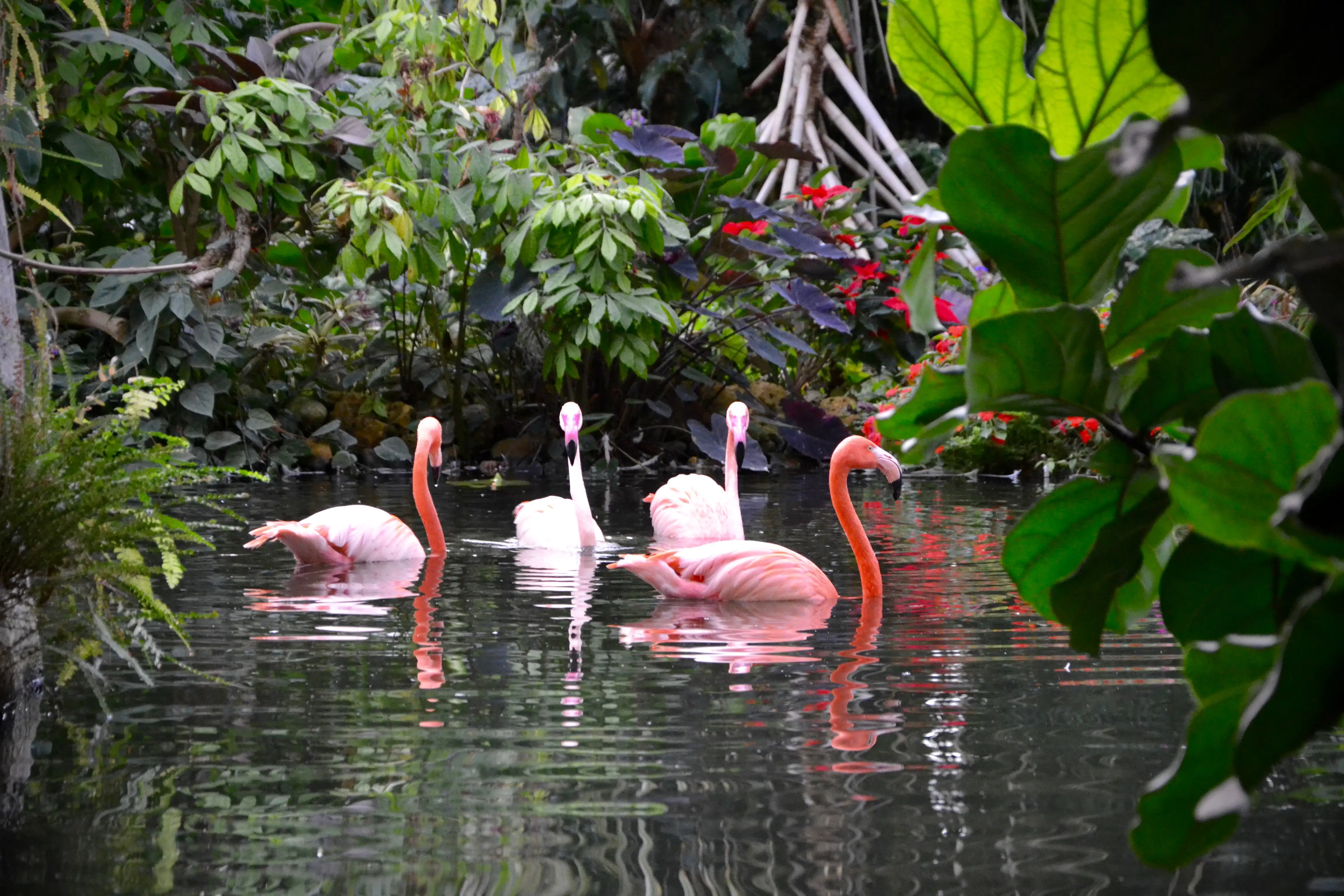 Flamingos swimming in a pond surrounded by lush greenery at Parc Phoenix in Nice, France.