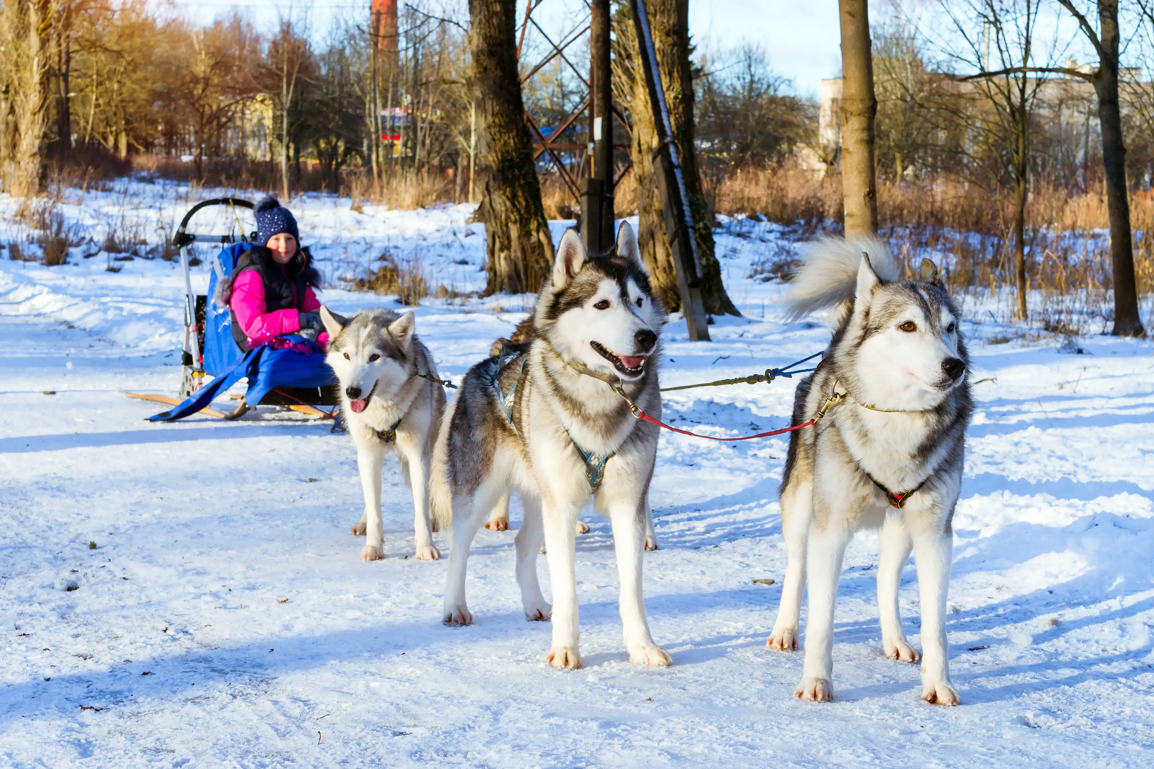 Une fille s’amuse sur un traineau tiré par des huskys dans un cadre enneigé.