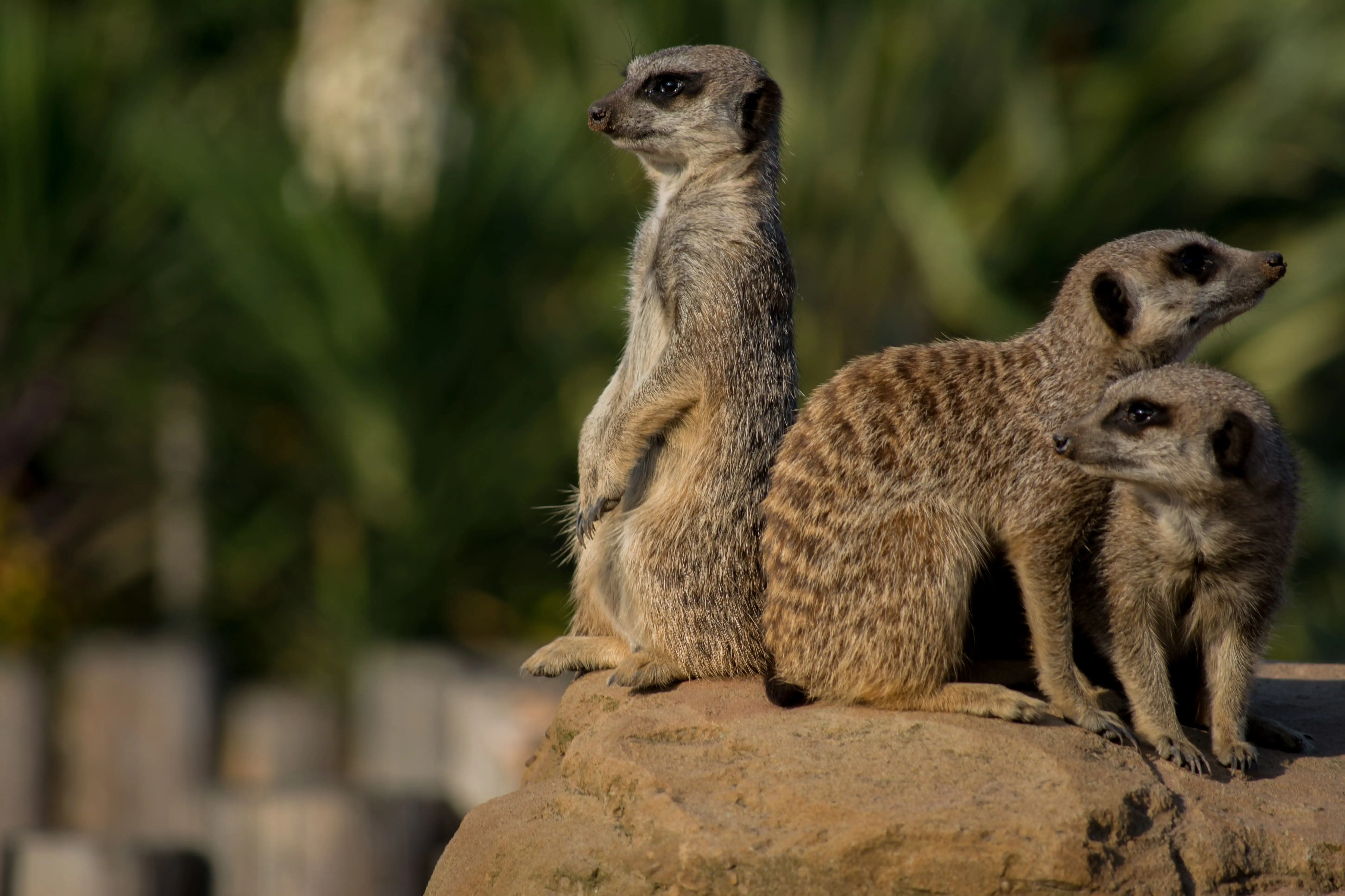 Trois suricates sur un rocher.