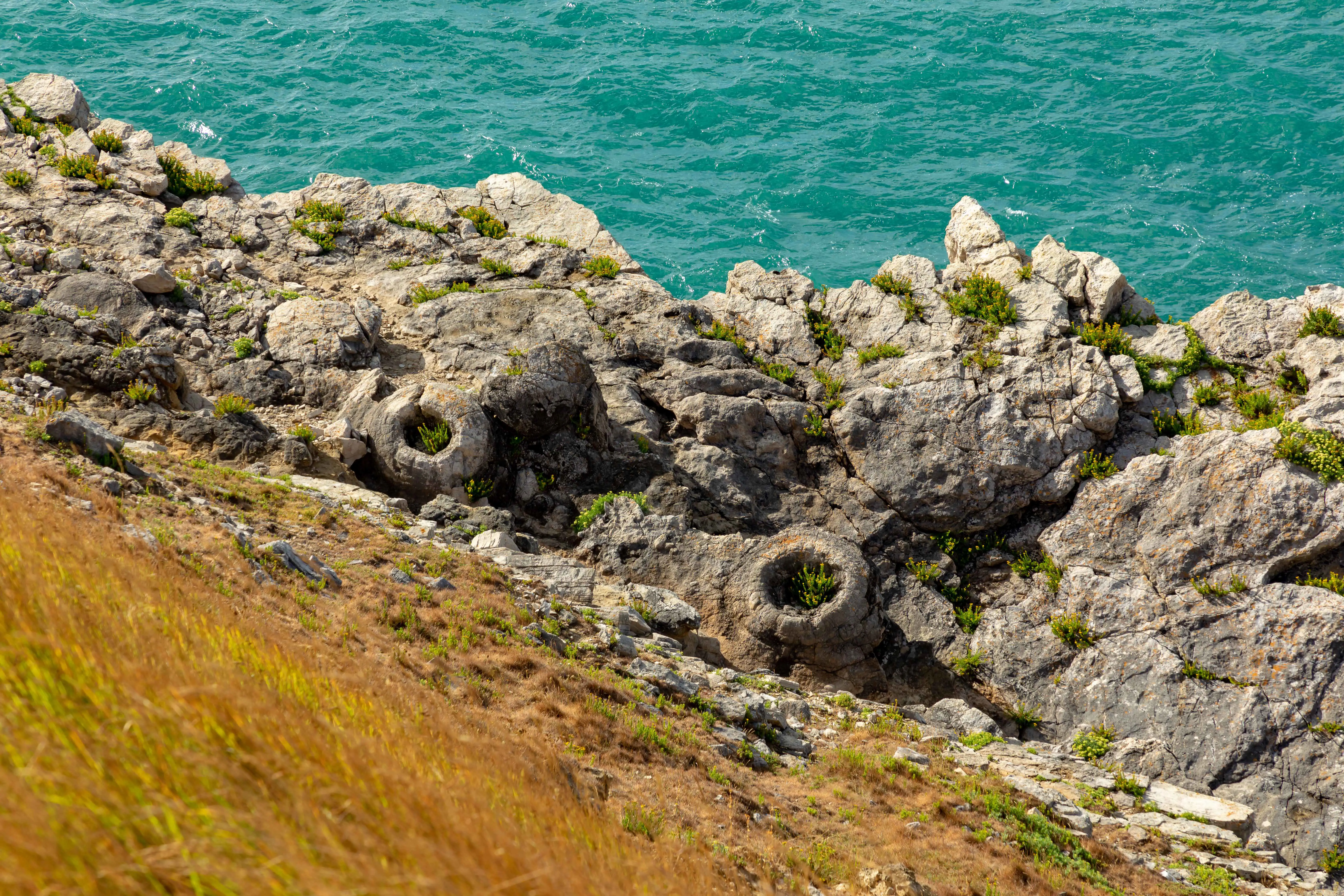 La forêt de fossile du Dorset avec ses bavures de calcaire en forme de beignet et ses vestiges de racines d’arbres préhistoriques.
