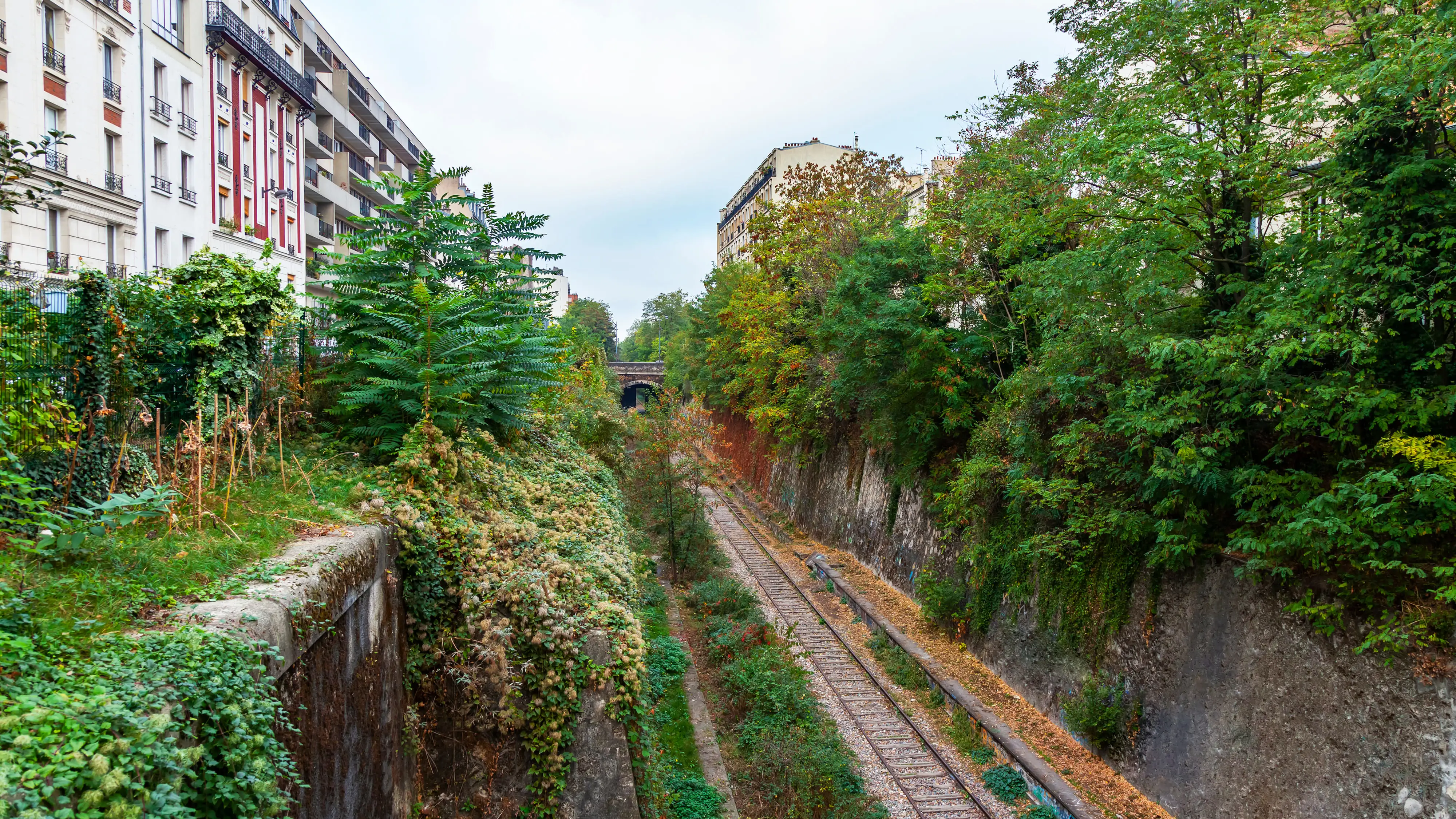 Disused railway line with overgrown trees and grass between the tracks