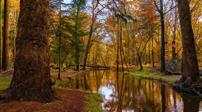 À New Forest, arbres aux couleurs automnales séparés par un cours d’eau qui s’écoule.