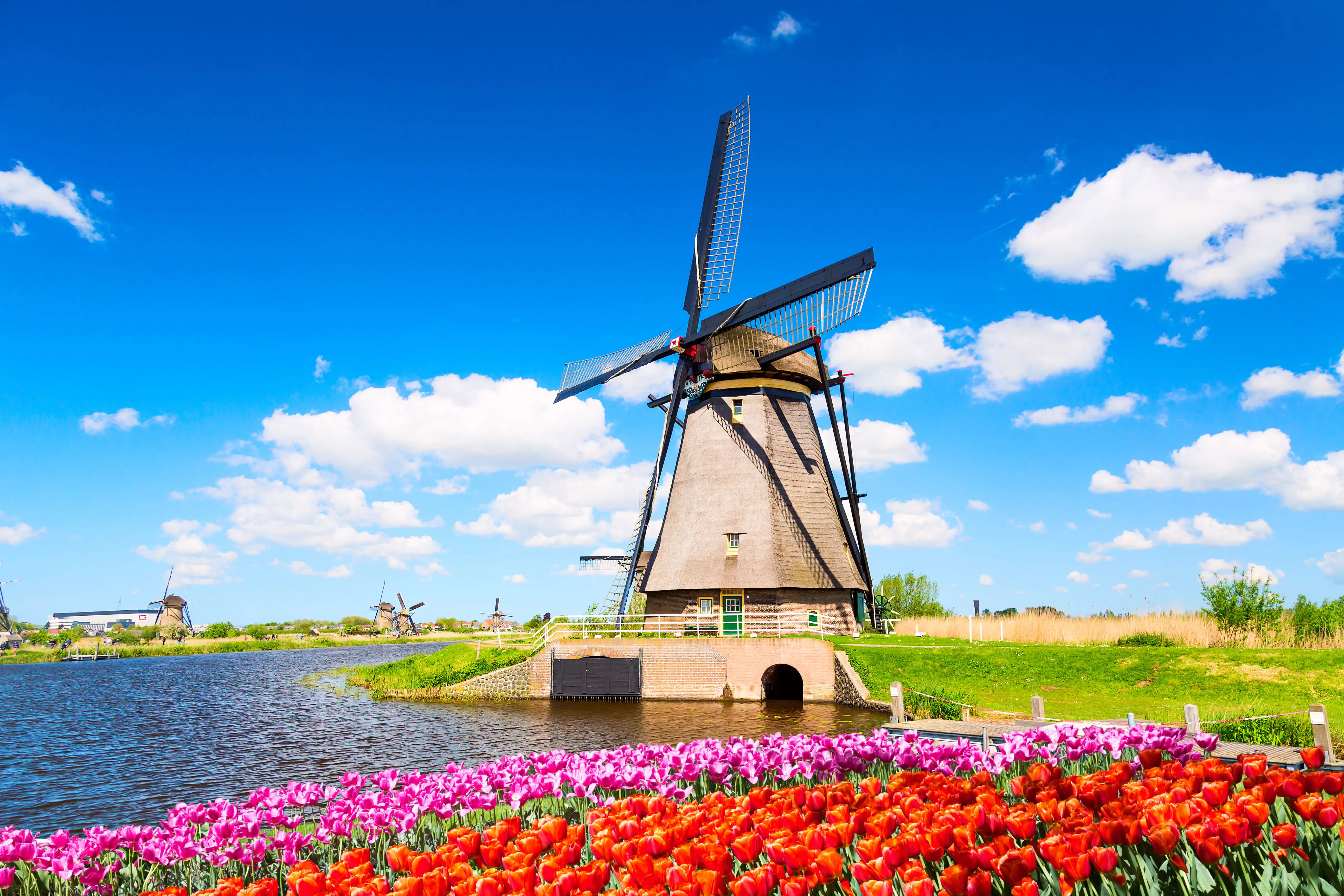 Windmill in Kinderdijk with a tulip flowerbed in the foreground, on a summer or spring day