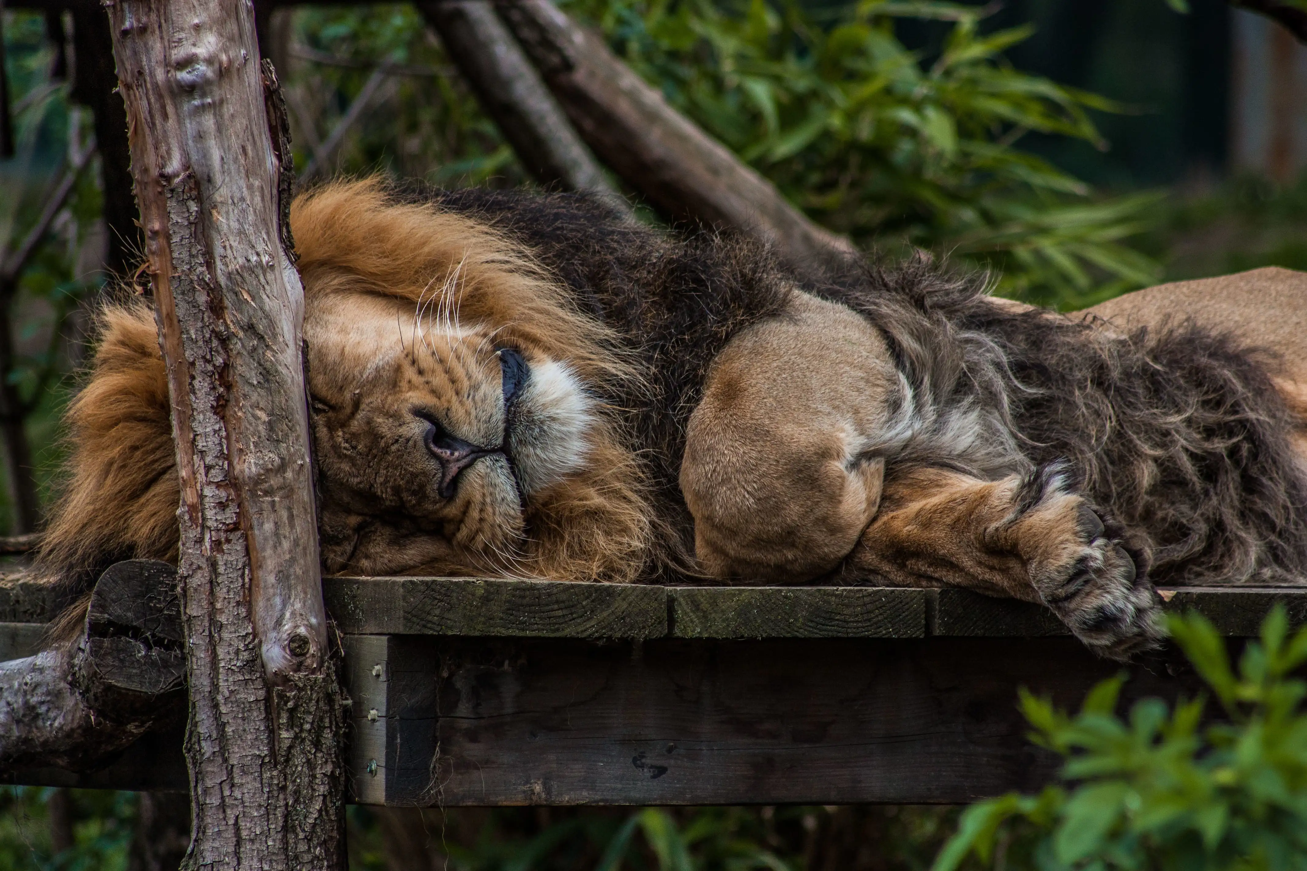 Un lion qui fait la sieste au Zoo de Londres.