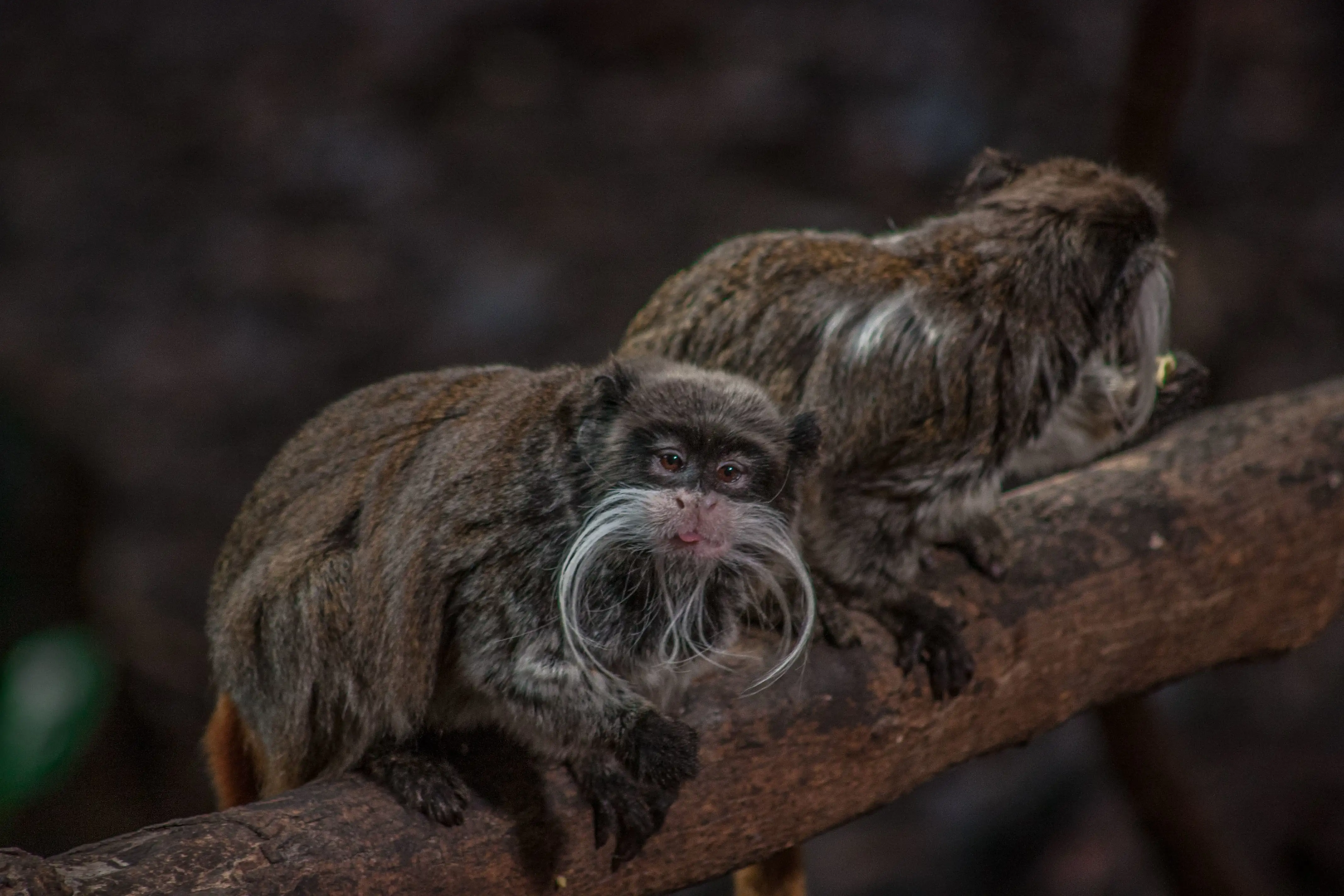 Deux tamarins empereurs à moustache d’Amérique du Sud au Zoo de Londres.