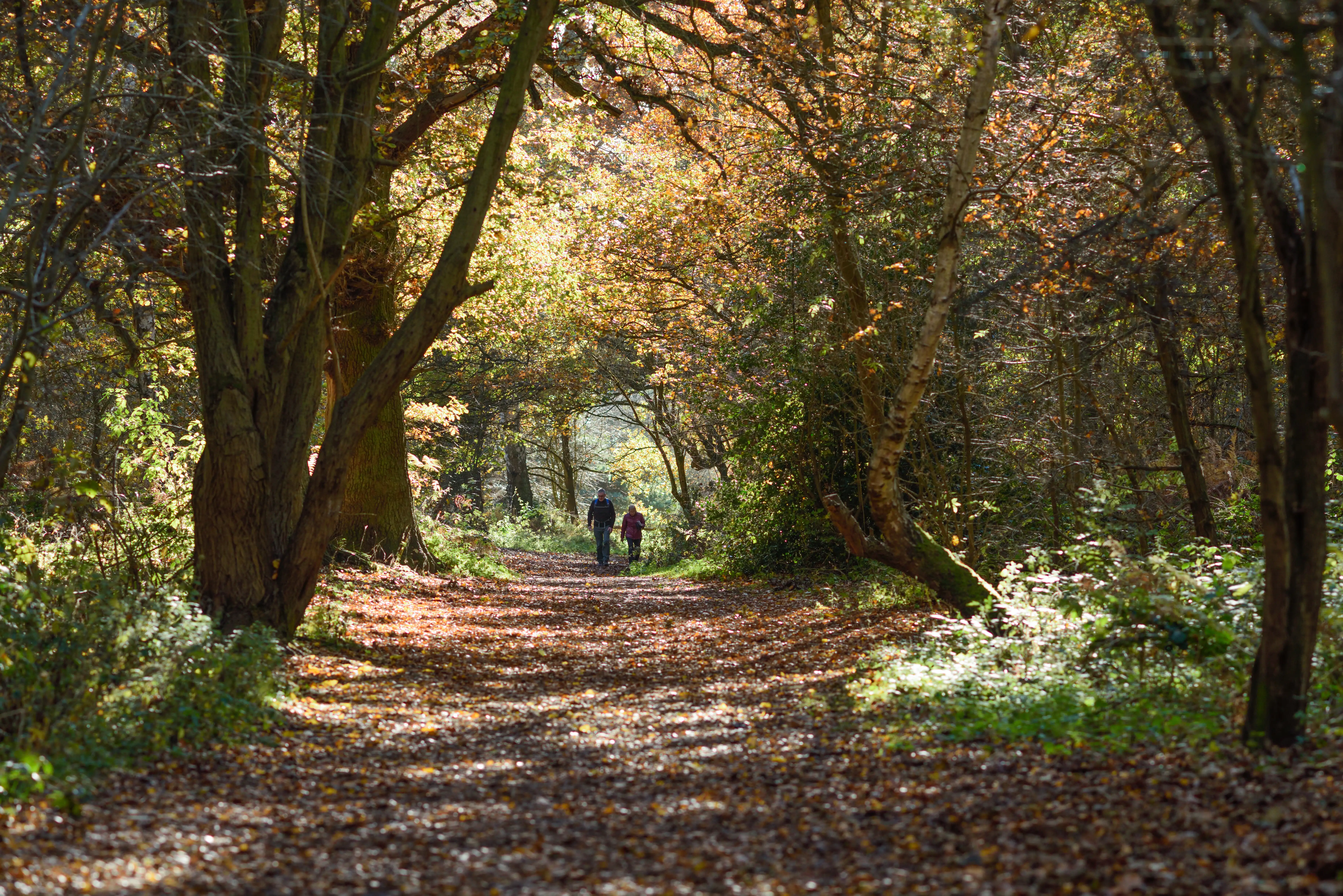 Sherwood Forest im Herbst.