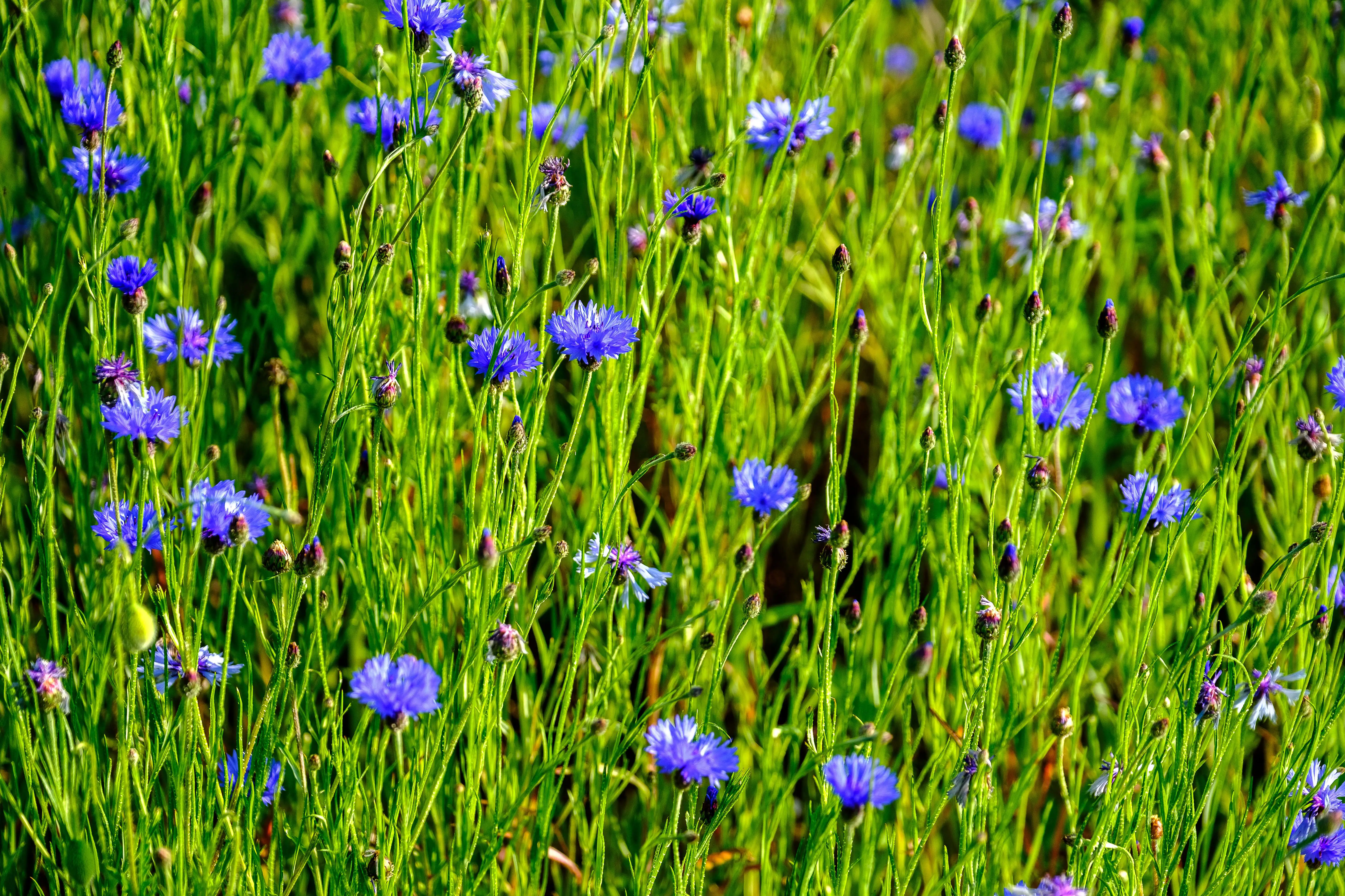 Blue cornflowers in a field