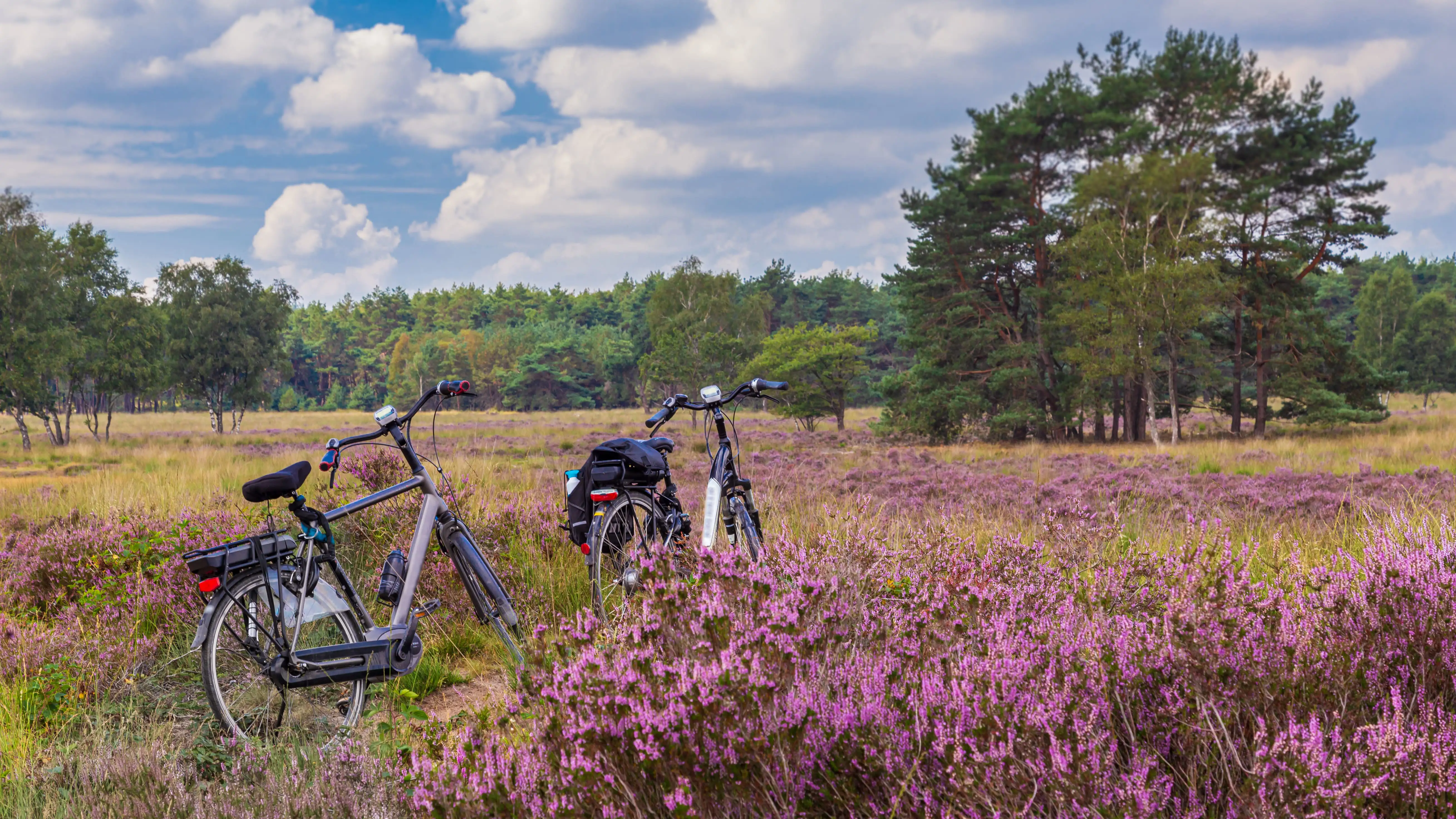 Two bicycles in a field of purple heather with a wood in the distance