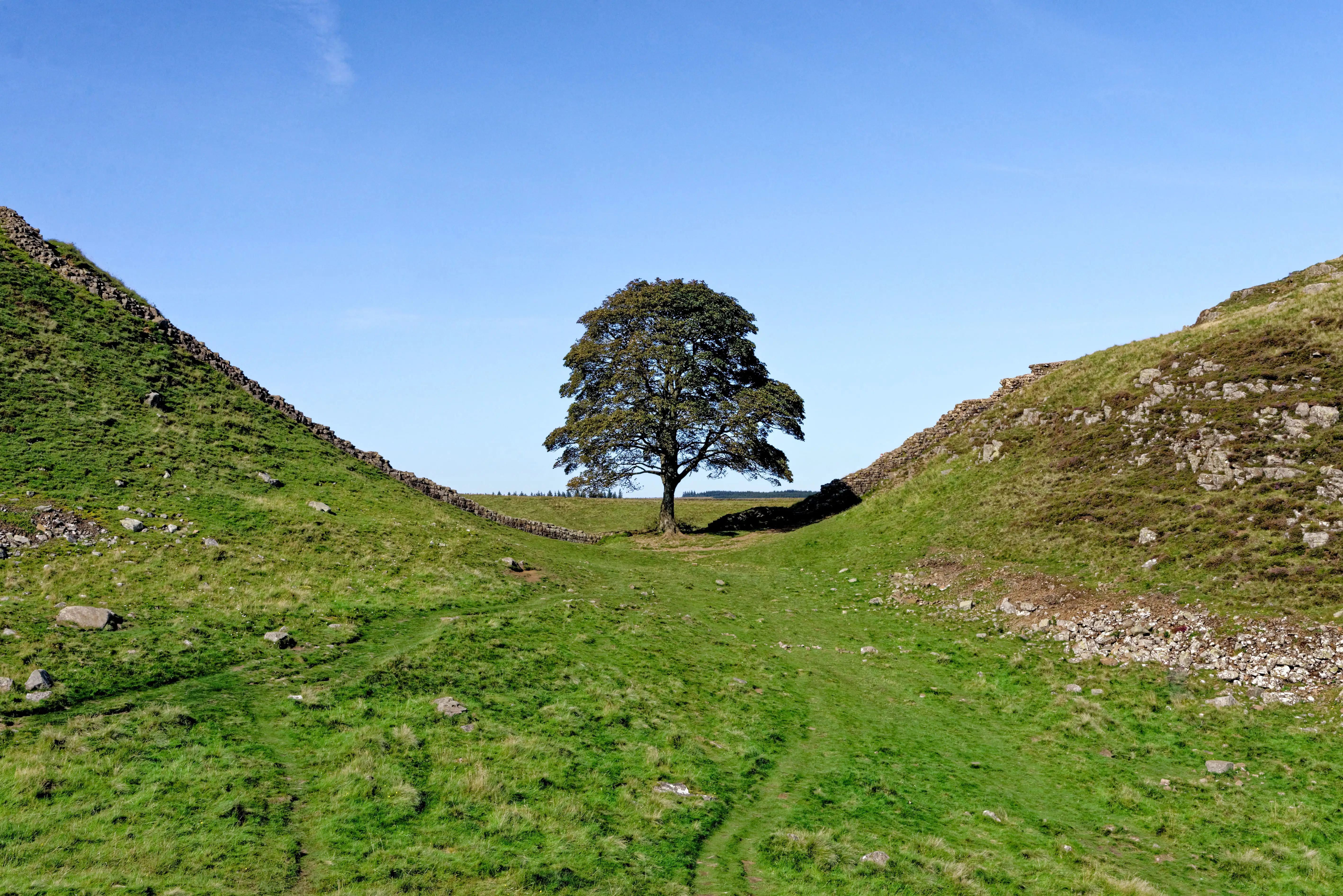 Sycamore Gap sous un ciel bleu avant l’abattage de l’arbre et entouré du mur d’Hadrien.