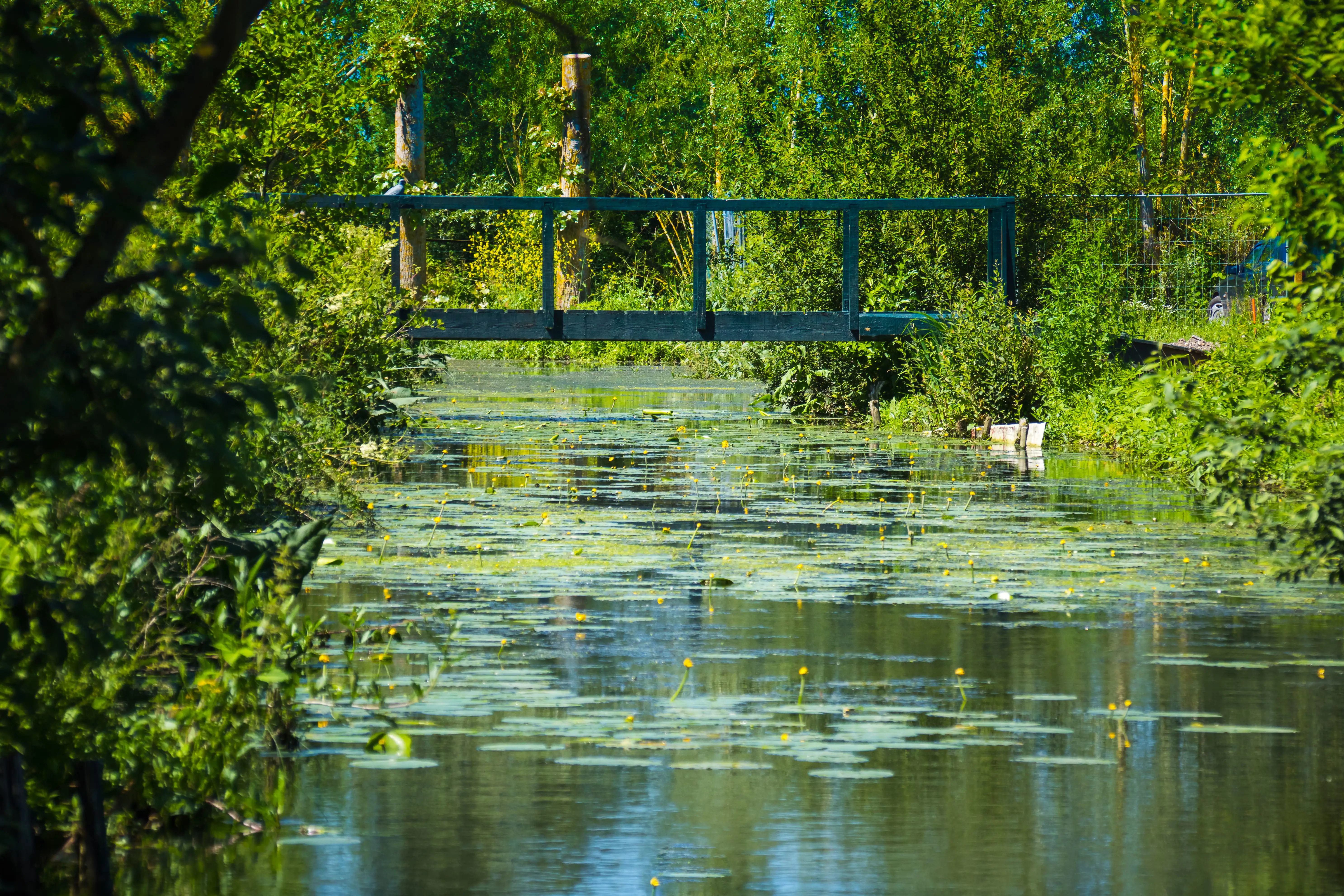 Marais Audomarois wetland in Saint-Omer featuring a waterway, bridge and lush vegetation.