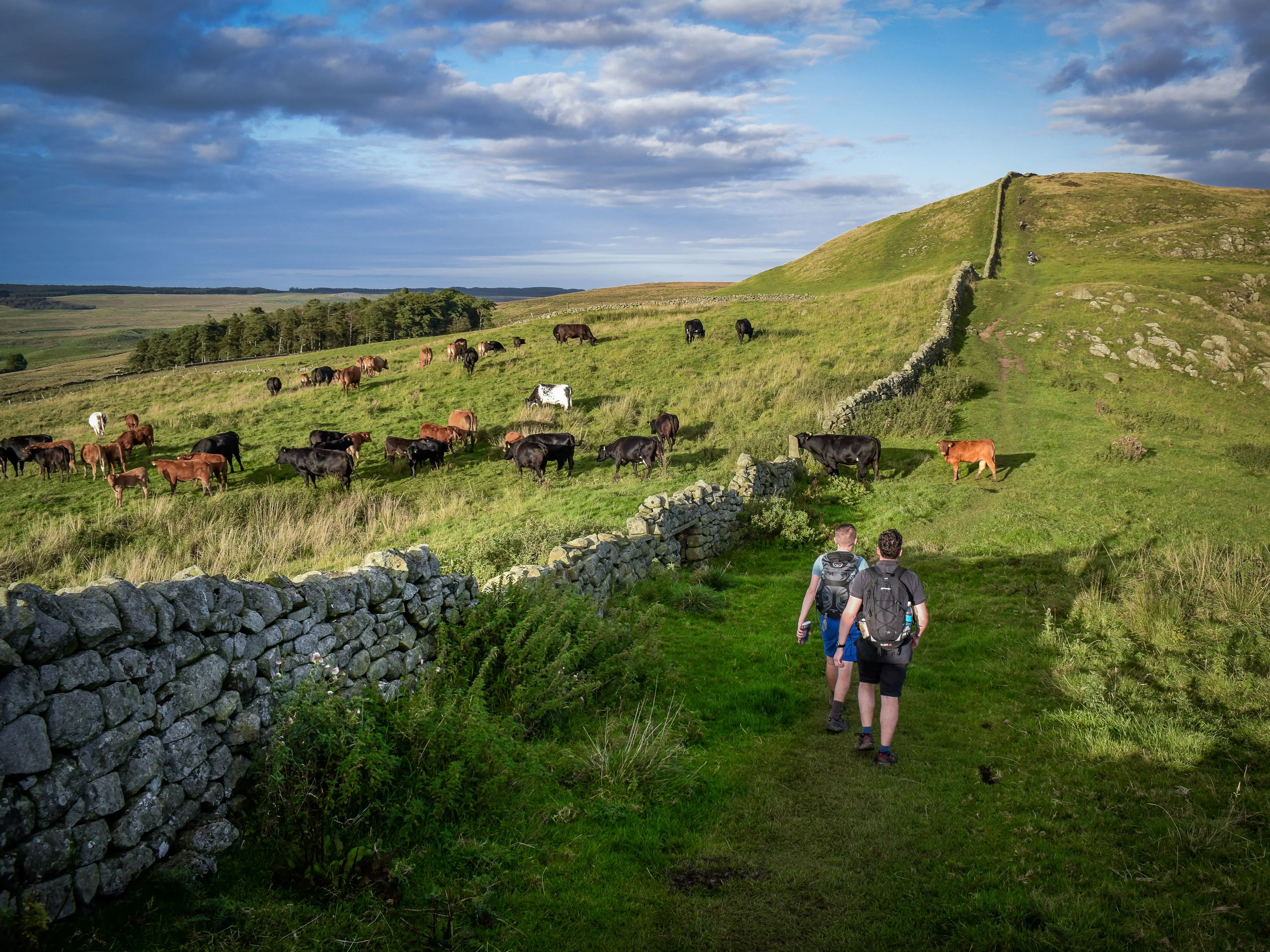 Randonneurs le long du mur d’Hadrien. Au loin, des vaches paissent sous un ciel nuageux.