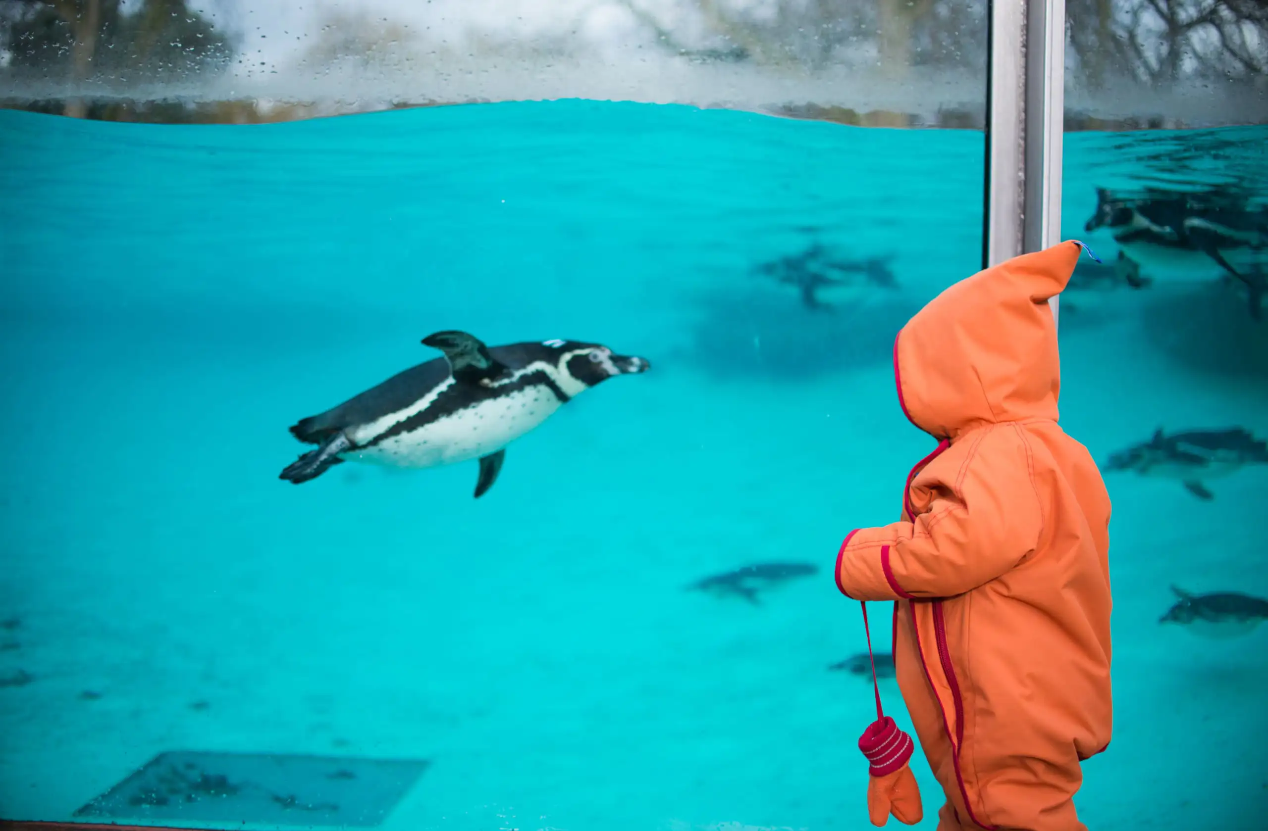 Un jeune enfant regardant un manchot nager.