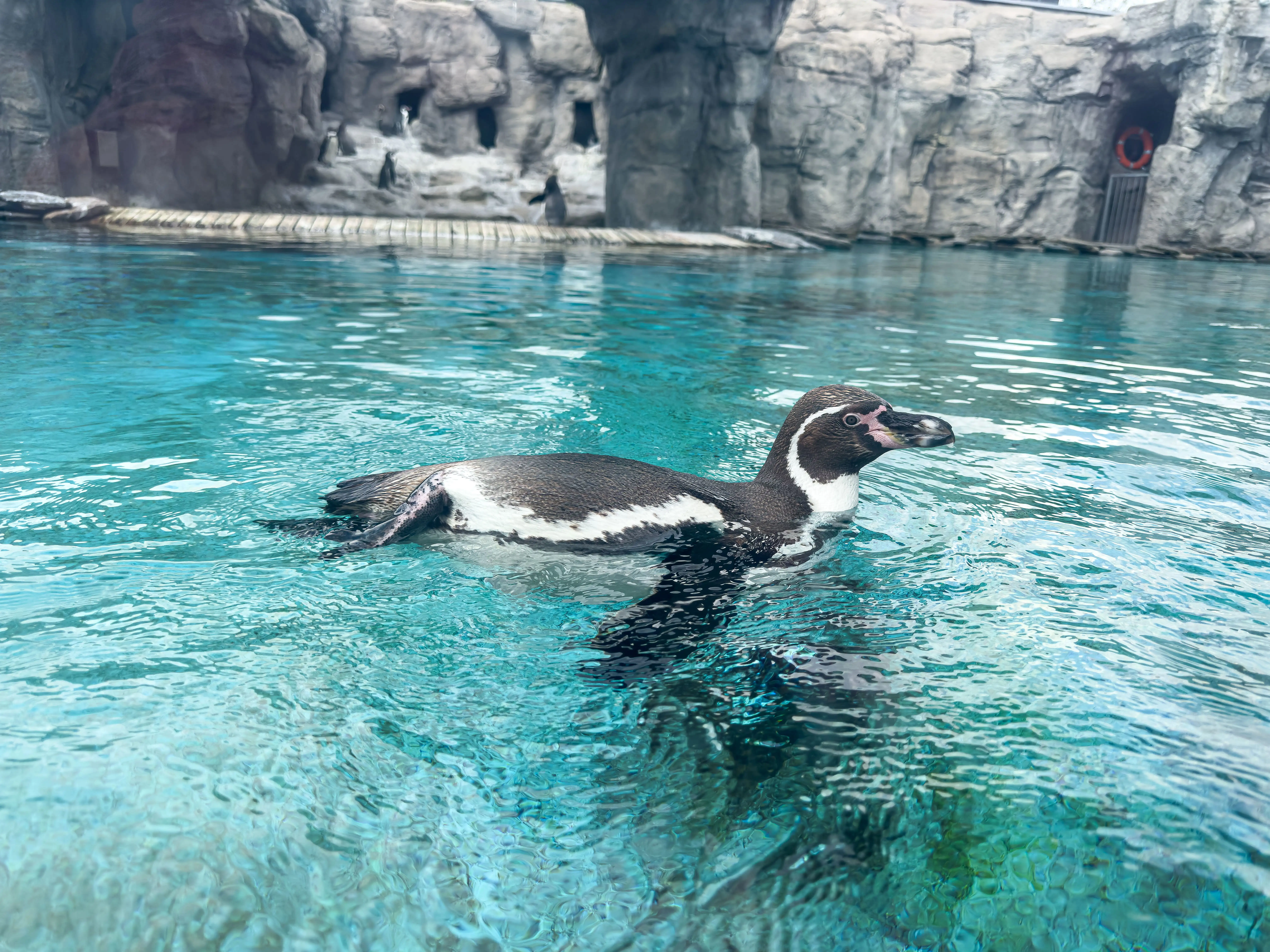 Penguin swimming in pool.