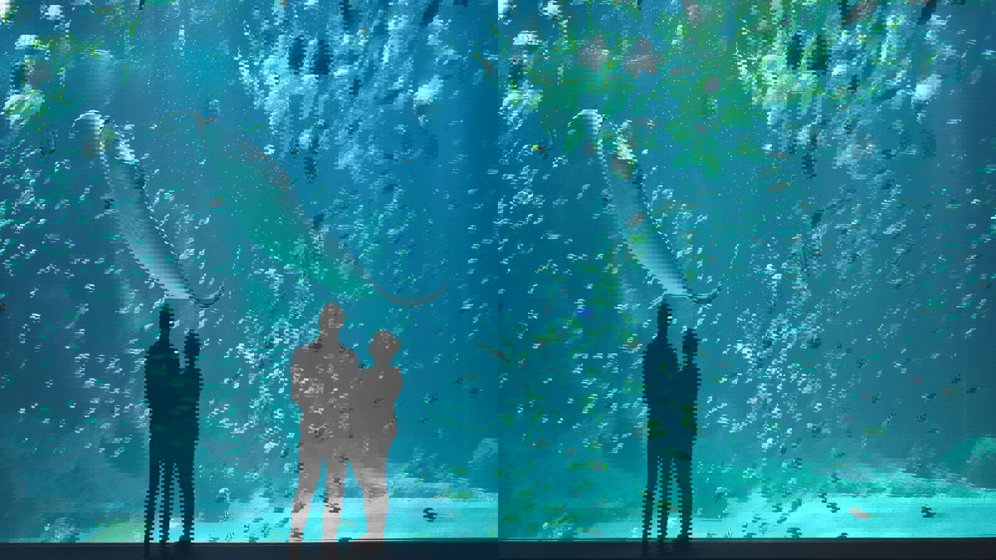 Nausicaá, Boulogne-sur-Mer