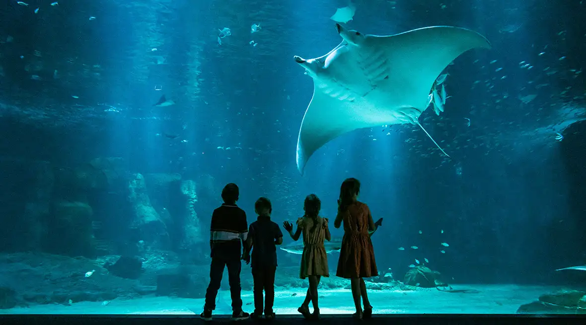 oceanic manta ray in an aquarium