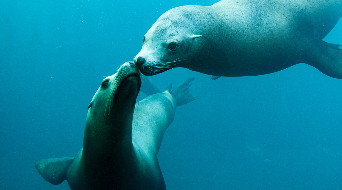 two sea lions touching noses whilst they swim in the aquarium