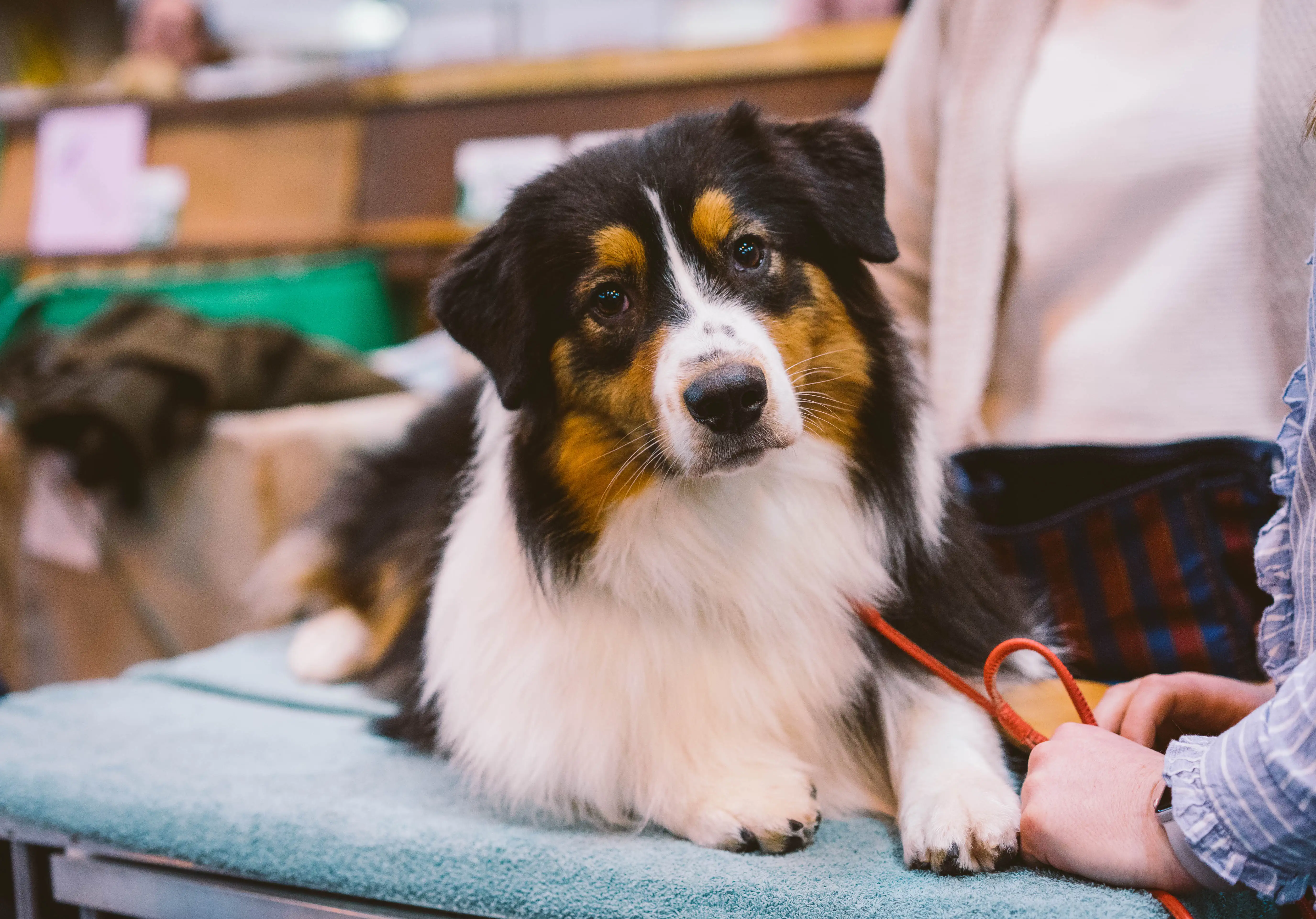 Een Australian Shepherd op Crufts Dog Show.