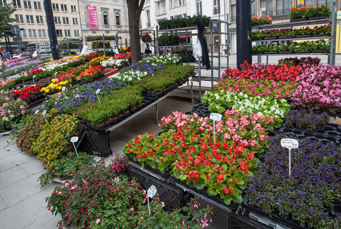 Flower and plant stalls in a city square