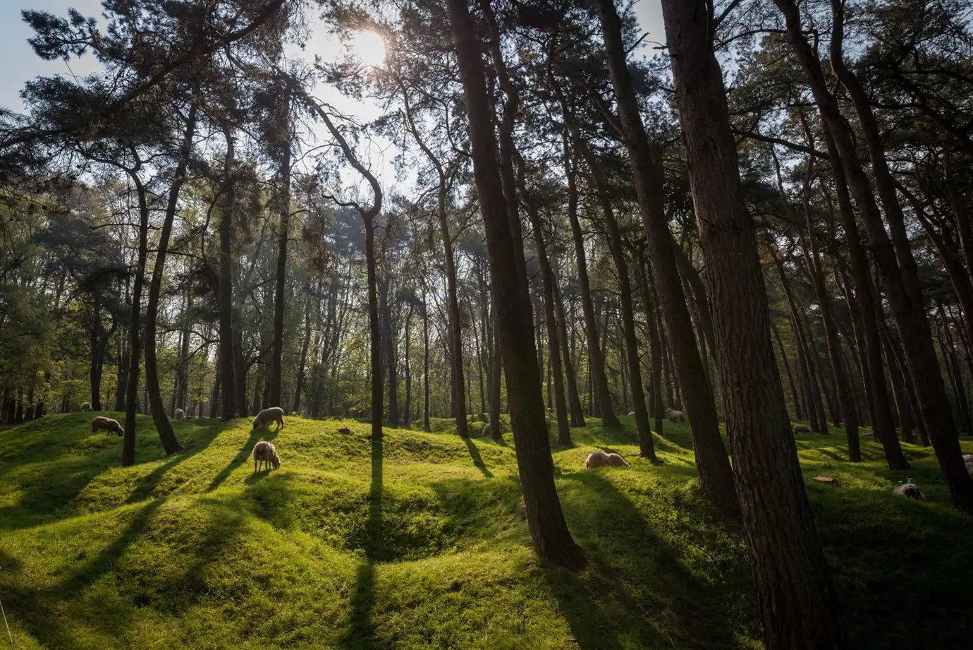 Tall trees in area of grassy mounds with grazing sheep