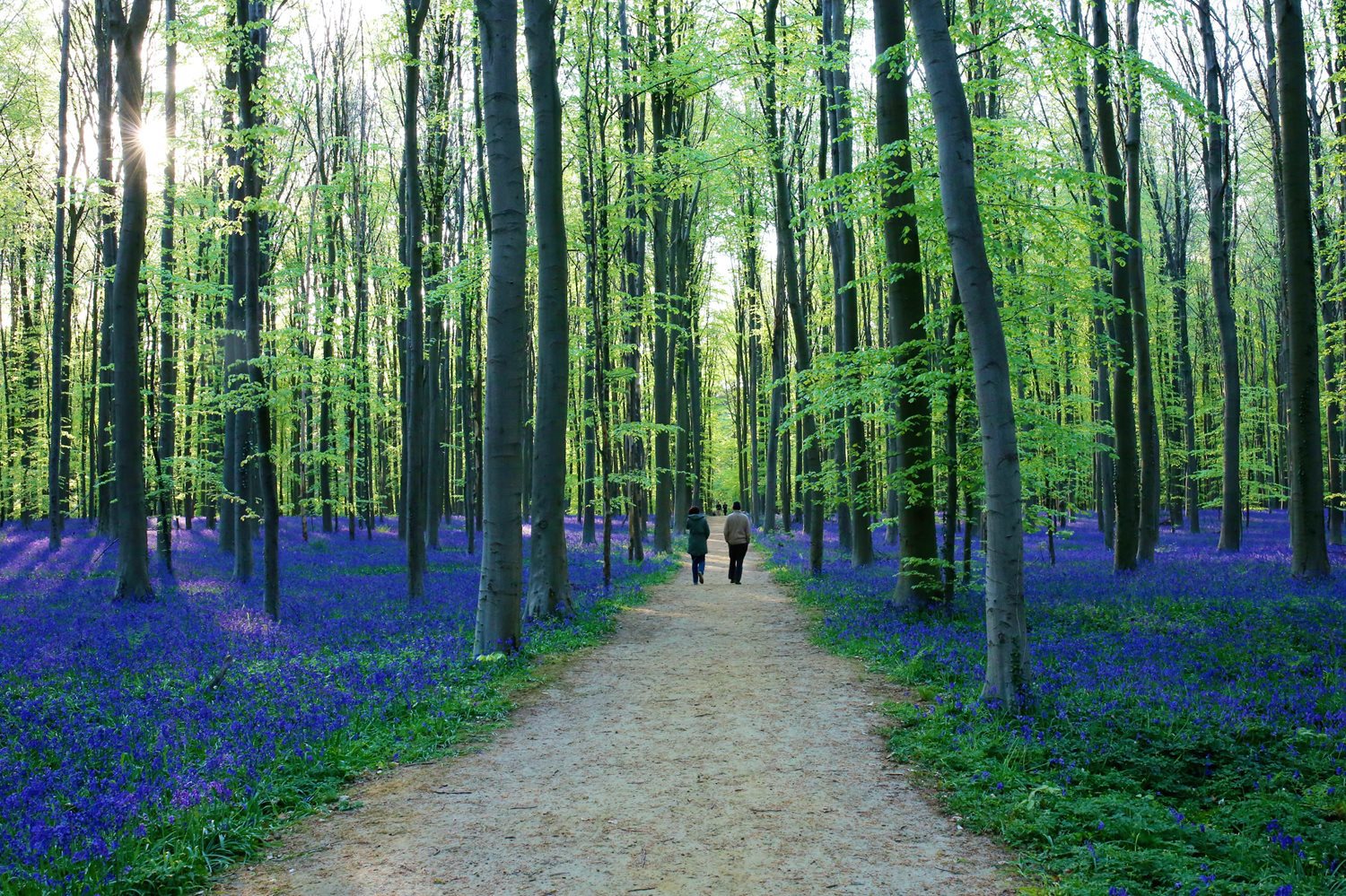 Springtime in Belgium's Hallerbos Forest