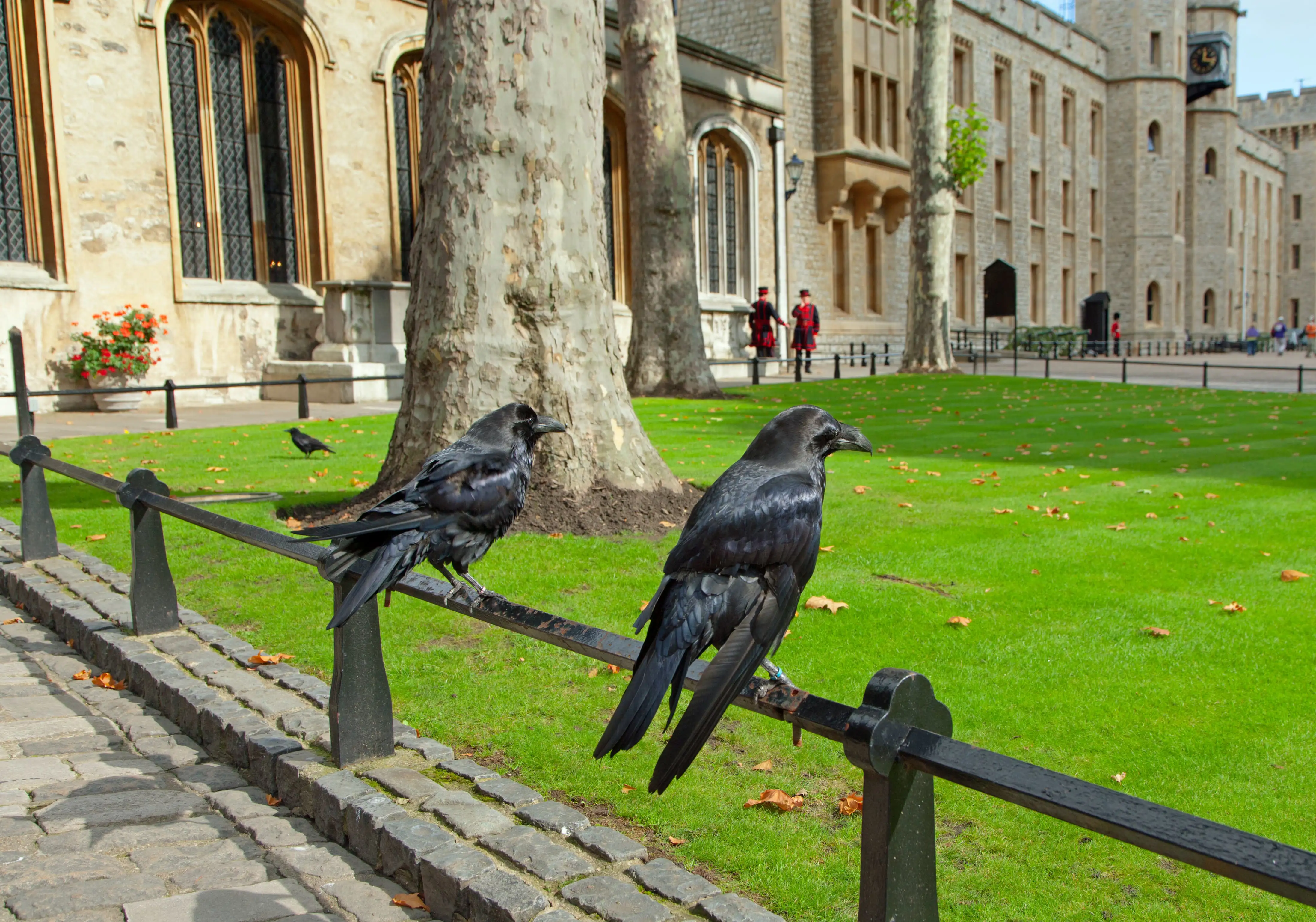 Deux corbeaux perchés sur une rambarde à la Tour de Londres