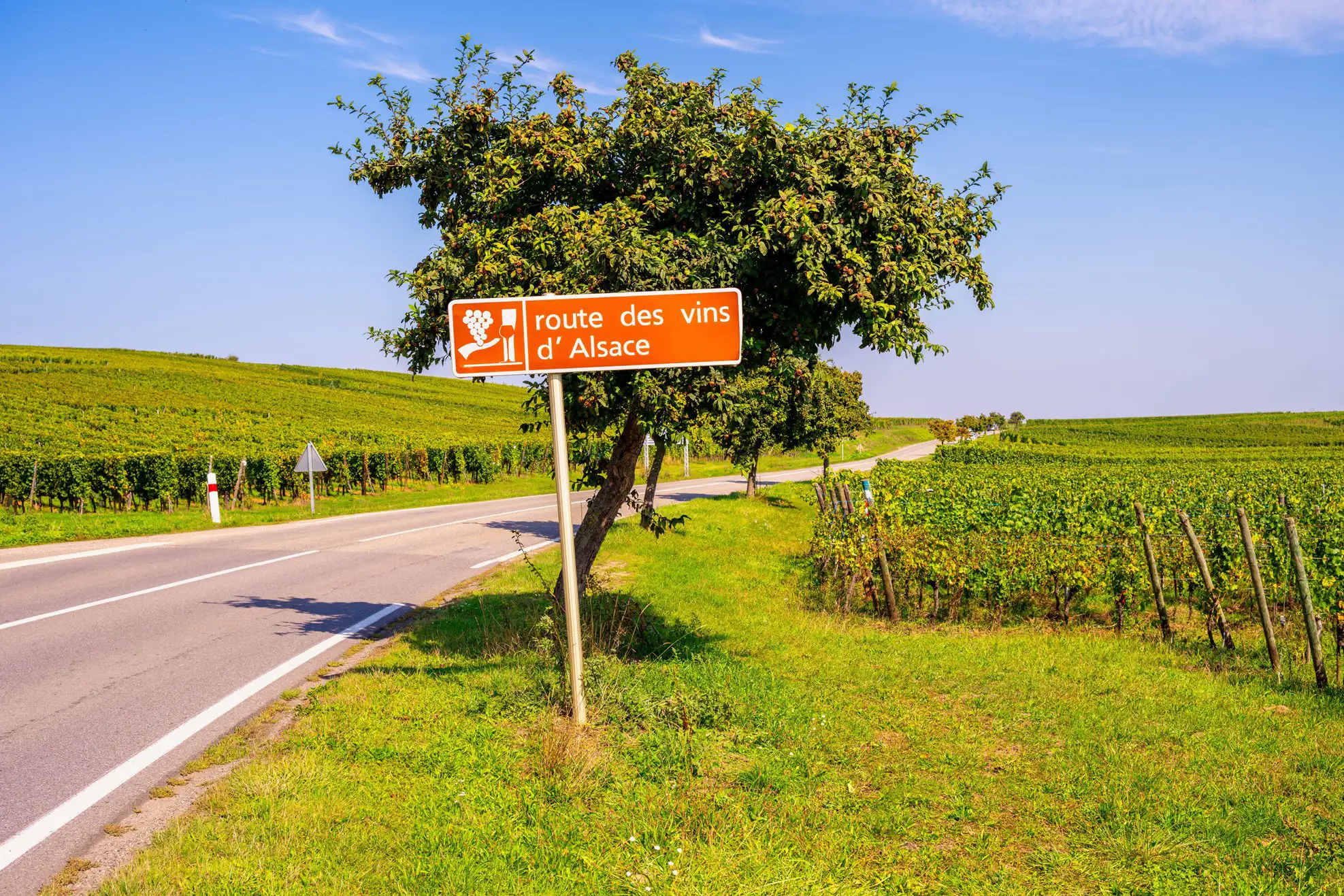 Brown signpost for the Alsace Wine Route on a road in a vineyard