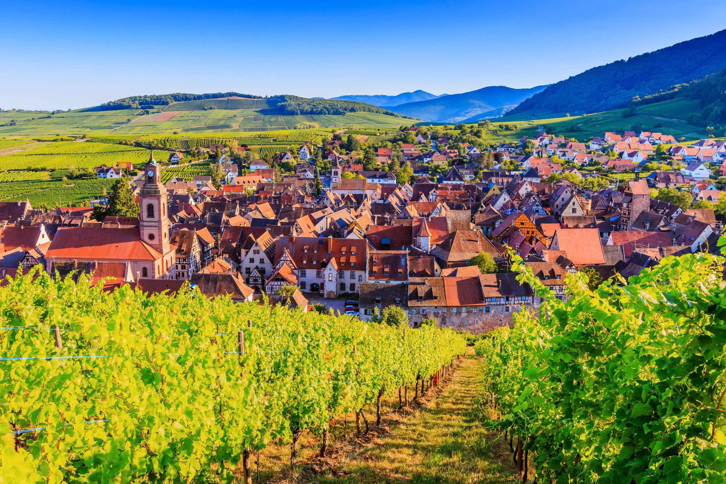 Rows of vines above a village, Riquewihr, France