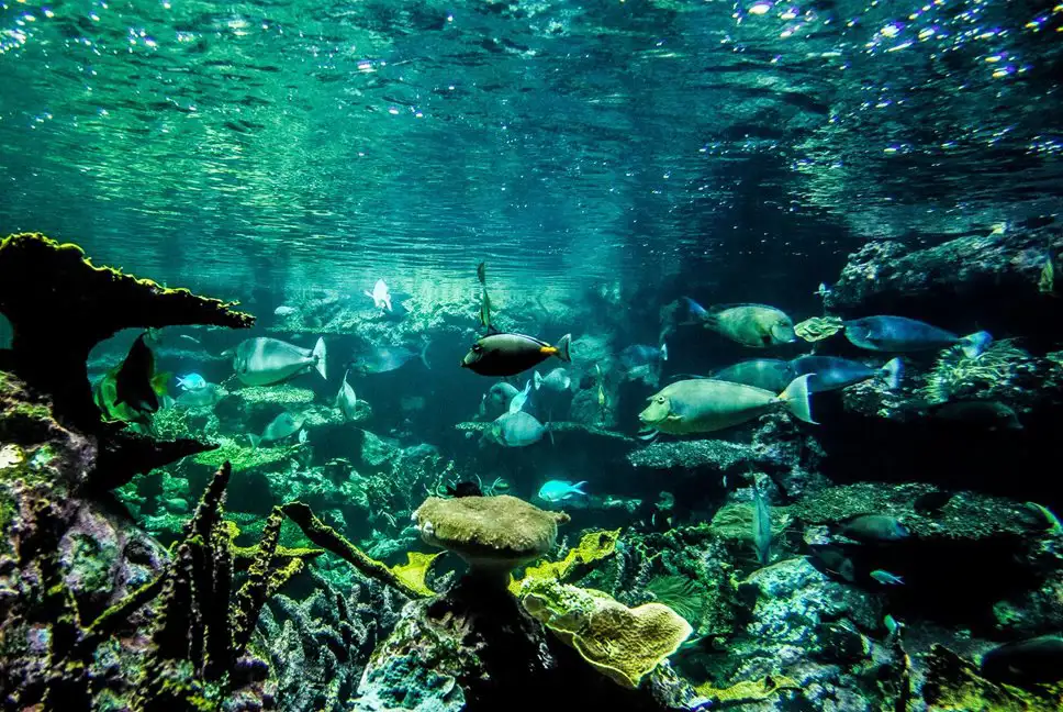 Exotic fish in an aquarium