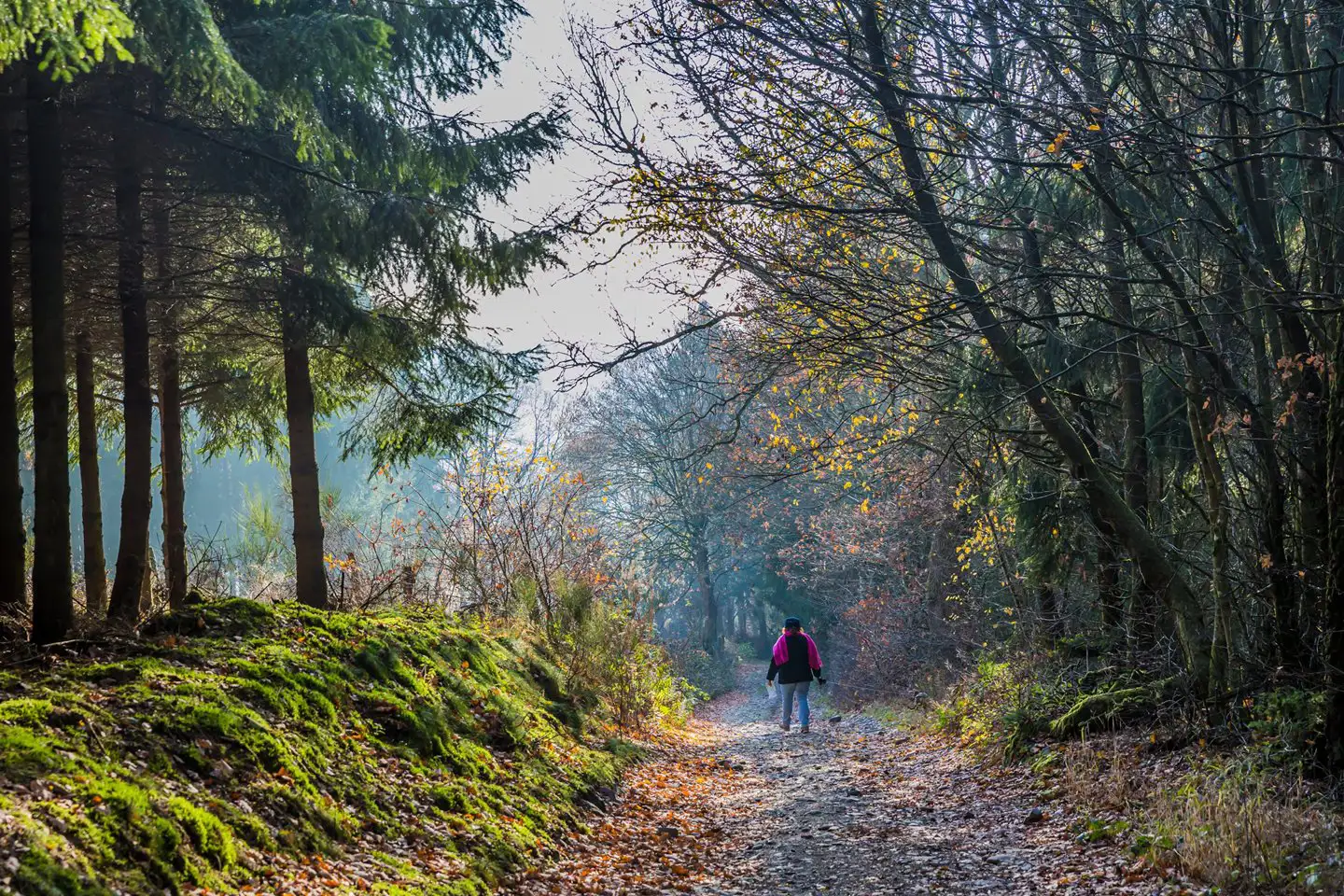 A woman walking on a forest path