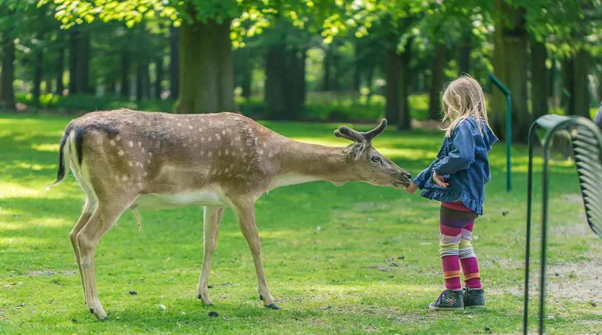 Green field and trees with a little girl feeding a large deer.