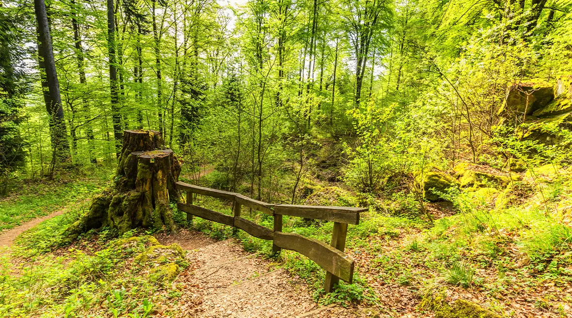 Forest trail in the spring forest landscape within the area of millstone and ice caves in volcanic Eifel