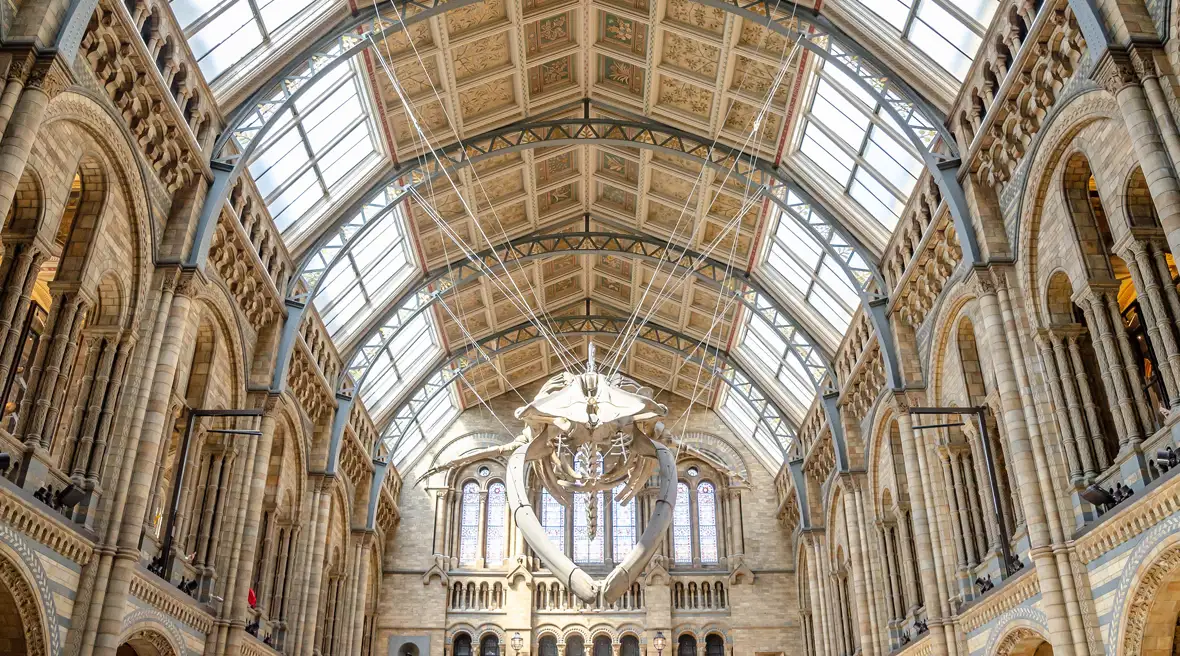 Le gigantesque squelette de baleine bleue suspendu dans le hall du Musée d’Histoire Naturelle.
