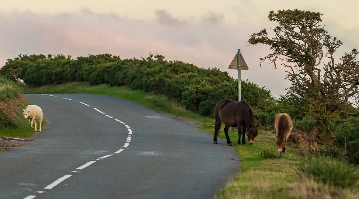 Halfwilde Exmoor Pony’s