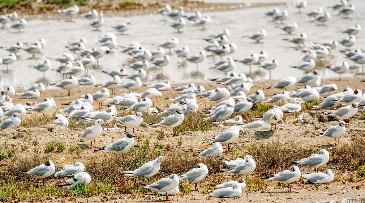 Little egrets and moorhens standing and swimming in water with a pebbly shore to the left