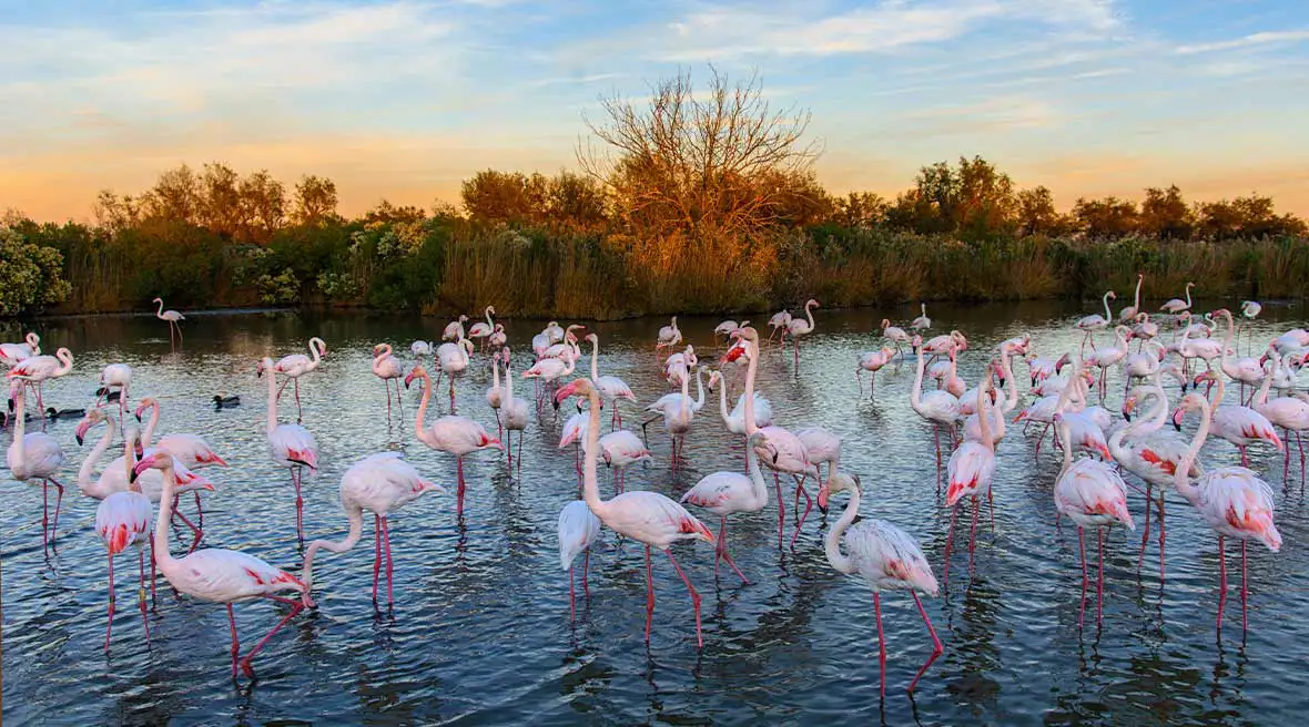 Pink flamingos standing in blue water with sun setting over trees