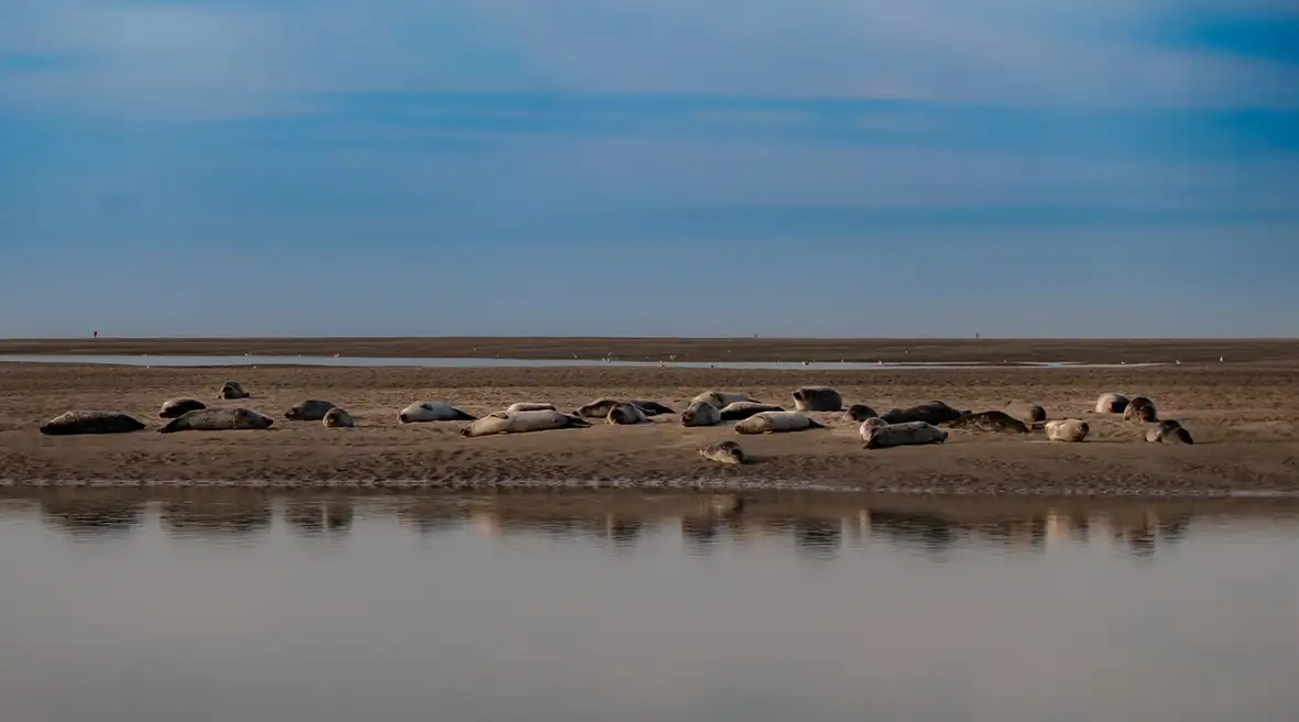 A colony of around 30 seals lie on the golden sand past sea water in the foreground